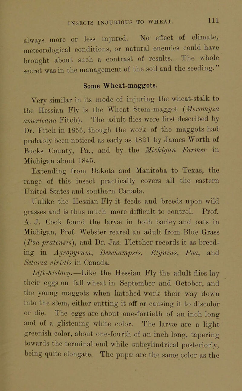 always more or less injured. No effect of climate, meteorological conditions, or natural enemies could have brought about such a contrast of results. The whole secret was in the management of the soil and the seeding.” Some Wheat-maggots. Very similar in its mode of injuring the wheat-stalk to the Hessian Fly is the Wheat Stern-maggot {Meromijza americana Fitch). The adult flies were first described by Dr. Fitch in 1856, though the work of the maggots had probably been noticed as early as 1821 by James Worth of Bucks County, Pa., and by the Michigan Farmer in Michigan about 1845. Extending from Dakota and Manitoba to Texas, the range of this insect practically covers all the eastern United States and southern Canada. Unlike the Hessian Fly it feeds and breeds upon wild grasses and is thus much more difficult to control. Prof. A. J. Cook found the larvfe in both barley and oats in Michigan, Prof. Webster reared an adult from Blue Grass {Foa gratensis), and Dr. Jas. Fletcher records it as breed- ing in Agropyrum^ Deschampsis, Elynius, Poa, and Setaria viridis in Canada. Life-history.—Like the Hessian Fly the adult flies lay their eggs on fall wheat in September and October, and the young maggots when hatched work their way down into the stem, either cutting it off or causing it to discolor or die. The eggs are about one-fortieth of an inch long and of a glistening white color. The larvEe are a light greenish color, about one-fourth of an inch long, tapering towards the terminal end while subcylindrical posteriorly, being quite elongate. The pupai are the same color as the