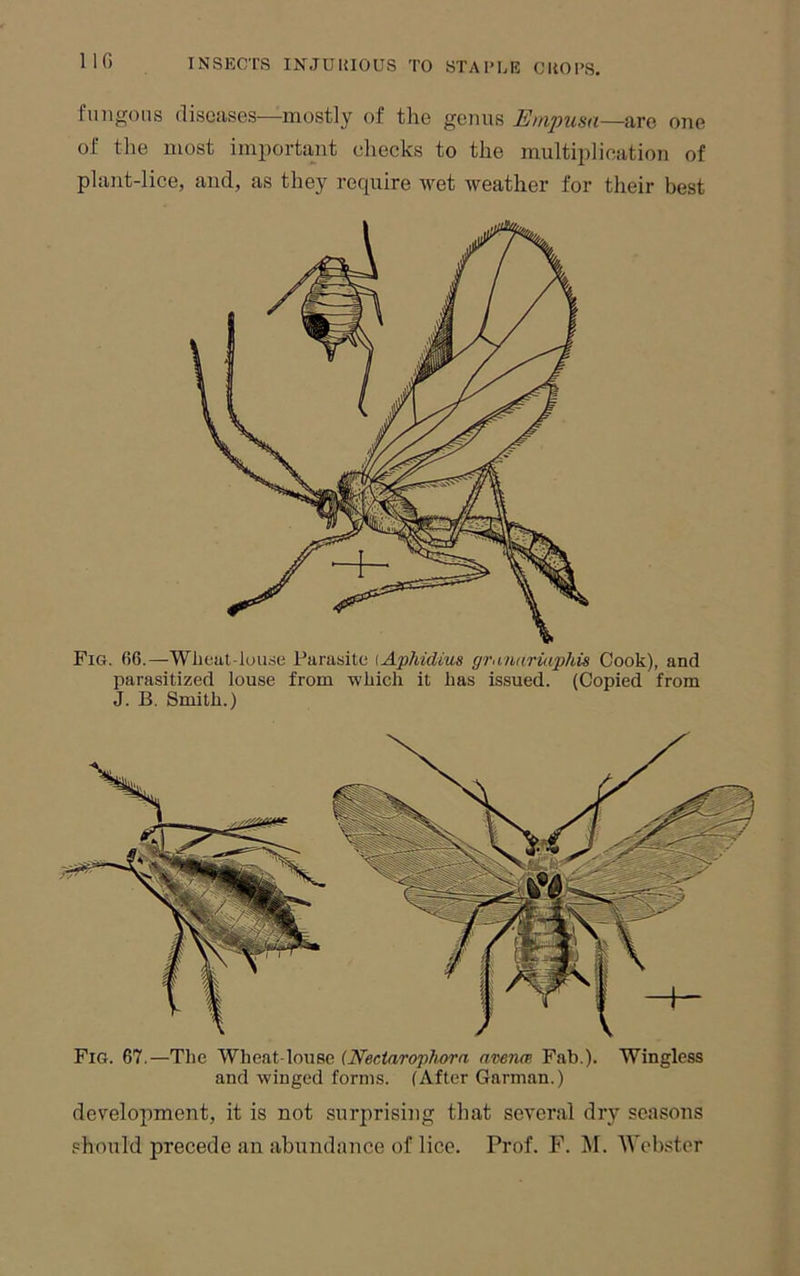 fungous diseases—mostly of the genus Empusa—a.Ye one of the most important checks to the multijilication of plant-lice, and, as they require wet weather for their best Fig. 66.—Wlieat-luude Parasite [Apliidius grunurutphis Cook), and parasitized louse from which it has issued. (Copied from J. B. Smith.) Fig. 67.—The Wheat-louse (NectaropTi^a amtun Fab.). Wingless and winged forms. (After Carman.) development, it is not surprising that several dry seasons should precede an abundance of lice. Prof. F. M. Webster