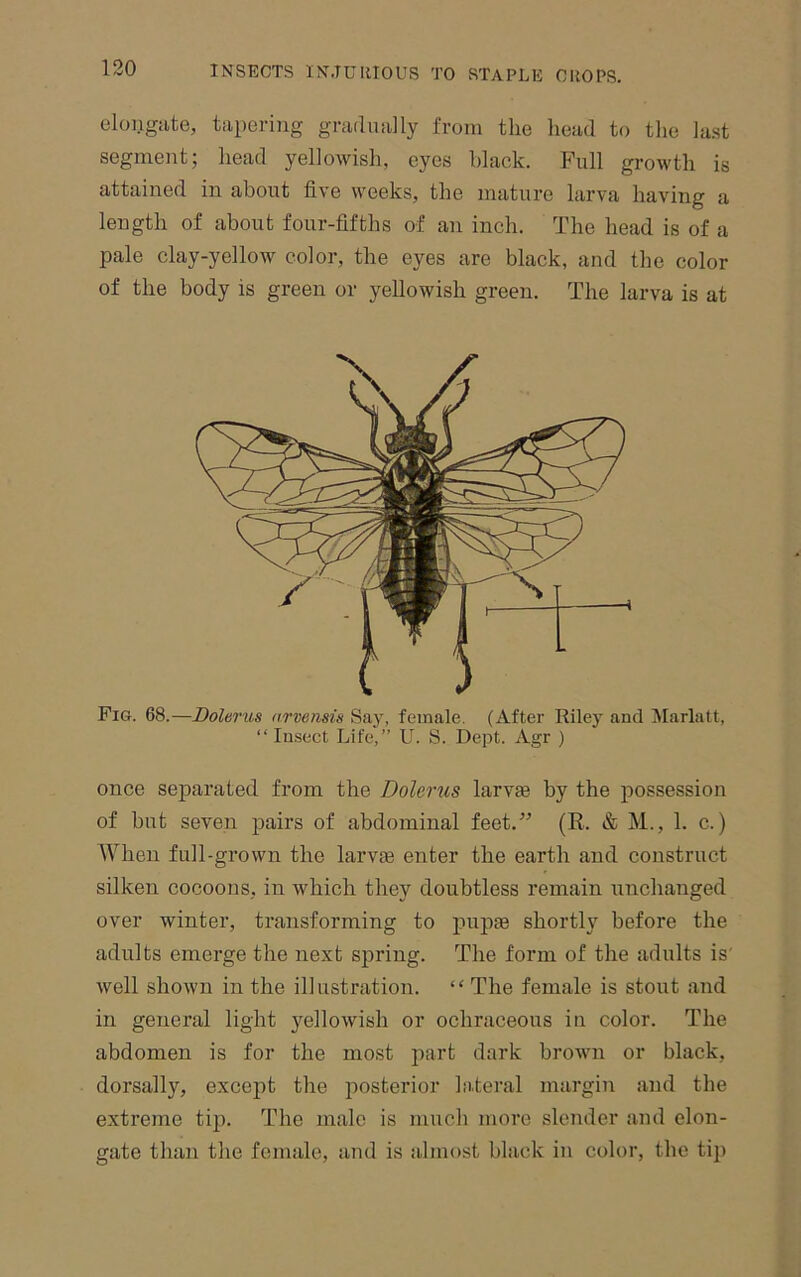 eloiigate, tapering gradmiUy from the head to tlie la.st segment; head yellowish, eyes black. Full growth is attained in about five weeks, the mature larva having a length of about four-fifths of an inch. The head is of a pale clay-yellow color, the eyes are black, and the color of the body is green or yellowish green. The larva is at Fig. 68.—Bolarus arvemis Saj', female. (After Riley and Marlatt, “Insect Life,” U. S. Dept. Agr ) once separated from the Dolerus larvte by the possession of but seven pairs of abdominal feet.” (R. & M., 1. c.) When full-grown the larvte enter the earth and construct silken cocoons, in which they doubtless remain unchanged over winter, transforming to pupae shortly before the adults emerge the next spring. The form of the adults is' well shown in the illustration. “ The female is stout and in general light yellowish or ochraceous in color. The abdomen is for the most part dark brown or black, dorsally, excejit the posterior lateral margin and the extreme tip. The male is mucli more slender and elon- gate than the female, and is almost black in color, tlie tip