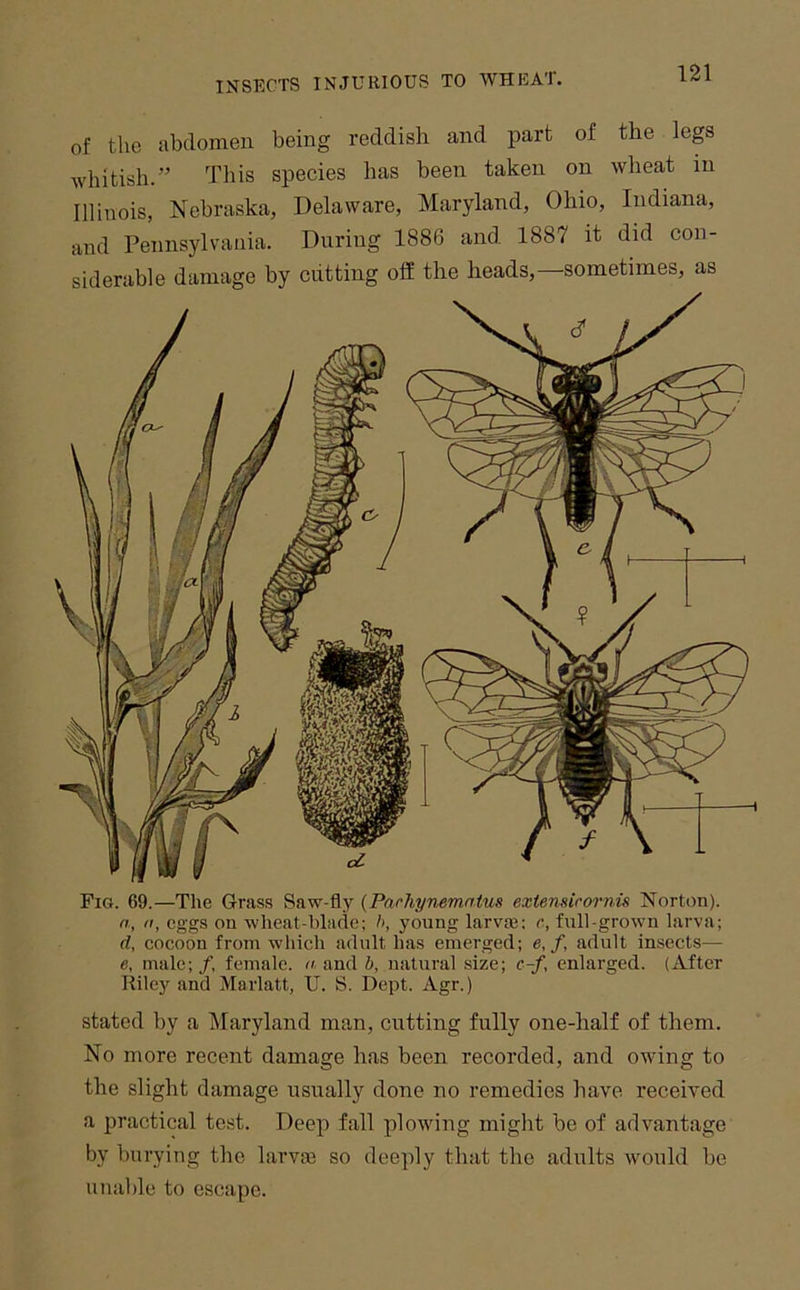 of the abdomen being reddish and part of the lep whitish.” This species has been taken on wheat m Illinois, Nebraska, Delaware, Maryland, Ohio, Indiana, and Pennsylvania. During 1886 and 1887 it did con- siderable damage by cutting off the heads,—sometimes, as Fig. 69.—The Grass Saw-fly {Parhynematus extensirornis Norton). n, ti, eggs on wheat-blade; />, young larvse: r, full-grown larva; d, cocoon from which adult has emerged; e,f, adult insects— e, male; /, female, ti, and b, natural size; c-f, enlarged. (After liiley and Marlatt, U. S. Dept. Agr.) stated by a Maryland man, cutting fully one-half of them. No more recent damage has been recorded, and owing to the slight damage usually done no remedies have received a ]3ractical tost. Deep fall plowing might be of advantage by burying the larvae so deeply that the adults would be unable to escape.