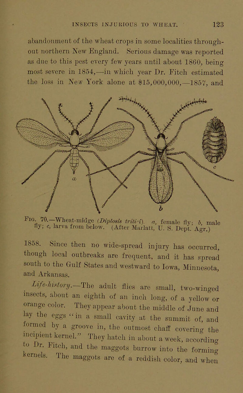 abaiidoiiment of the Avlieat crops in some localities through- out uortliern New England. Serious damage was reported as due to this pest every few years until about 1860, being most severe in 1854,—in Avhich year Dr. Fitch estimated the loss in Nev York alone at $15,000,000,—1857, and Fig 70.--Wheat-midge {Diplosis triUH). n, female fly; b, male Hy; c, larva from below. (After Marlatt, U. S. Dept. Agr.) 1858. Since then no wide-spread injury has occurred, though local outbreaks are frequent, and it has spread south to the Gulf States and westward to Iowa, Minnesota, and Arkansas. Lifo-hiKtortj.—ThQ adult flies are small, two-winged insects, about an eighth of an inch long, of a yellow or orange color. They appear about the middle of June and lay the eggs “in a small cavity at the summit of, and formed by a groove in, the outmost chaff covering the incipient kernel.'-^ They hatch in about a week, according 0 )r. Fitch, and the maggots burrow into the foniiing kernels. The maggots are of a reddish color, and when