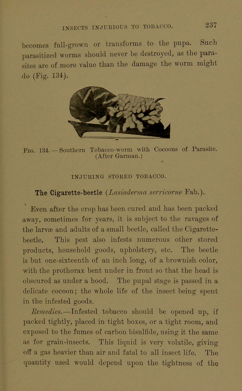 bcconiGS full-growii or triiiisforms to tliG piipti. Such parasitizGcl Avorms should never be destroyed, as the para- sites are of more value than the damage the Avorm might do (Fig. 134), Fig. 134. — Southern Tobacco-worm with Cocoons of Parasite. (After Garman.) INJURING STORED TOBACCO. The Cigarette-beetle [Lasioderma serricorne Fab.). Even after the crop has been cured and has been packed aAvay, sometimes for years, it is subject to the ravages of the larvae and adults of a small beetle, called the Cigarette- beetle. This pest also infests numerous other stored products, household goods, upholstery, etc. The beetle is but one-sixteenth of an ineh long, of a brownish color, Avith the prothorax bent under in front so that the head is obscured as under a hood. The pupal stage is passed in a delicate cocoon; the Avhole life of the insect being spent in the infested goods. Bemedies.—Infested tobacco should be opened up, if packed tightly, jilaced in tight boxes, or a tight room, and exposed to the fumes of carbon bisulfide, using it the same as for grain-insects. This liquid is very volatile, giving off a gas heavier than air and fatal to all insect life. The quantity used Avould depend upon the tightness of the