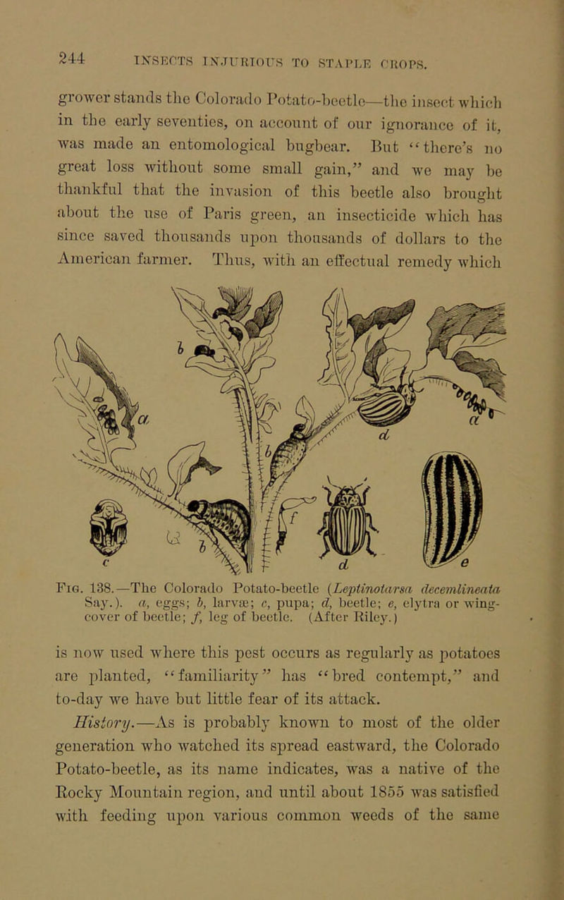grower stands tlie Colorado Potato-beetlo—tlie insect whicli in the early seventies, on aeconnt of our ignorance of it, was made an entomological bugbear. But “there’s no great loss without some small gain,” and we may be thankful that the invasion of this beetle also brought about the use of Paris green, an insecticide which has since saved thousands upon thousands of dollars to the American farmer. Thus, with an efEectual remedy which c J ^ d Fig. 138.—The Colorado Potato-beetle {Leptinotarsn decemlineata Say.), a, egg.s; b, larvae; c, pupa; d, beetle; e, elytra or wing- cover of beetle; f, leg of beetle. (After Riley.) is now used where this pest occurs as regularly as potatoes are planted, “familiarity” has “bred contempt,” and to-day we have but little fear of its attack. History.—As is probably known to most of the older generation who watched its spread eastward, the Colorado Potato-beetle, as its name indicates, was a native of the Rocky Mountain region, and until about 1855 was satisfied with feeding upon various common weeds of the same