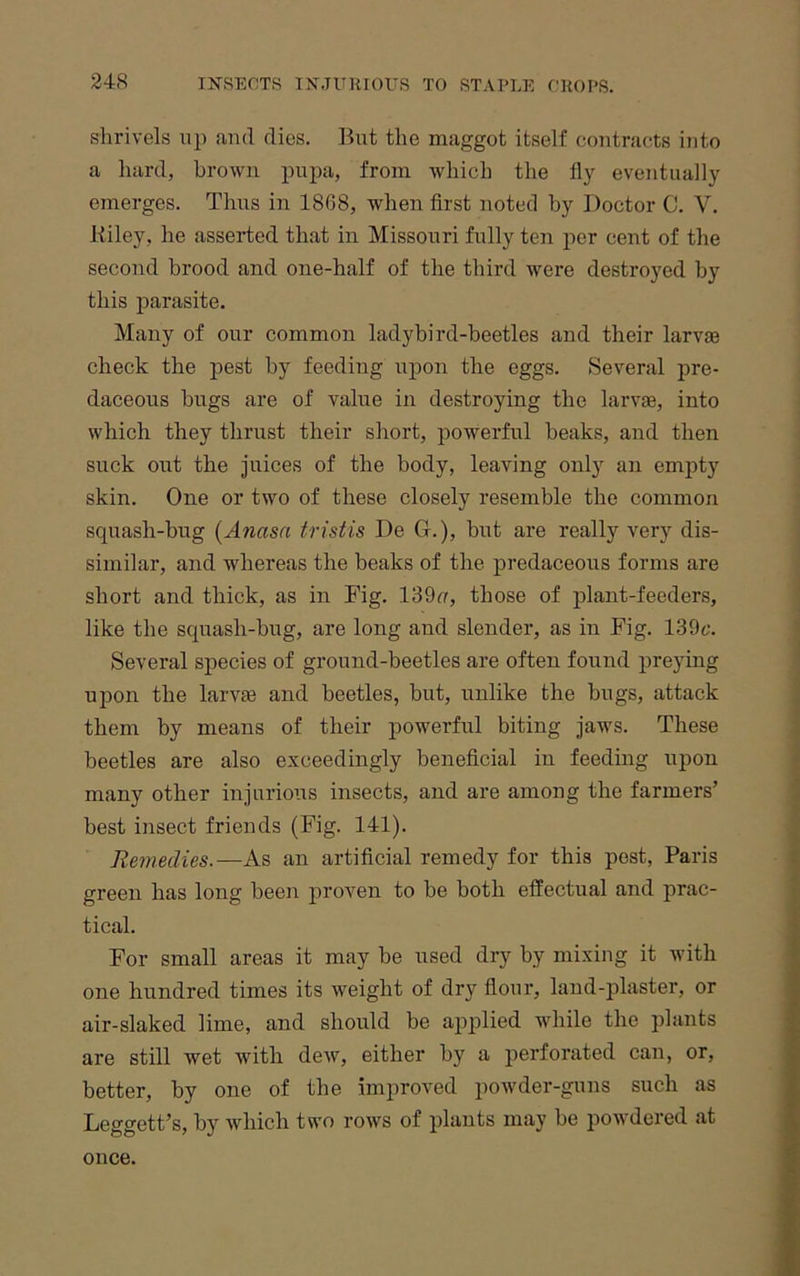 shrivels up and dies. Ikit the maggot itself contracts into a hard, brown pupa, from which the lly eventually emerges. Thus in 1868, when first noted by Doctor C. V. Riley, he asserted that in Missouri fully ten per cent of the second brood and one-half of the third were destroyed by this parasite. Many of our common ladybird-beetles and their larvae check the jiest by feeding upon the eggs. Several pre- daceous bugs are of value in destroying the larvae, into which they thrust their short, powerful beaks, and then suck out the juices of the body, leaving only an empty skin. One or two of these closely resemble the common squash-bug (Anasa tristis De G.), but are really very dis- similar, and whereas the beaks of the predaceous forms are short and thick, as in Fig. 139c, those of plant-feeders, like the squash-bug, are long and slender, as in Fig. 139t’. Several species of ground-beetles are often found preying upon the larvae and beetles, but, unlike the bugs, attack them by means of their powerful biting jaws. These beetles are also exceedingly beneficial in feeding upon many other injurious insects, and are among the farmers’ best insect friends (Fig. 141). Remedies.—As an artificial remedy for this post, Paris green has long been proven to be both effectual and prac- tical. For small areas it may be used dry by mixing it with one hundred times its weight of dry flour, land-plaster, or air-slaked lime, and should be apiilied while the plants are still wet with dew, either by a perforated can, or, better, by one of the improved poivder-guns such as Leggett’s, by which two rows of plants may be powdered at once.