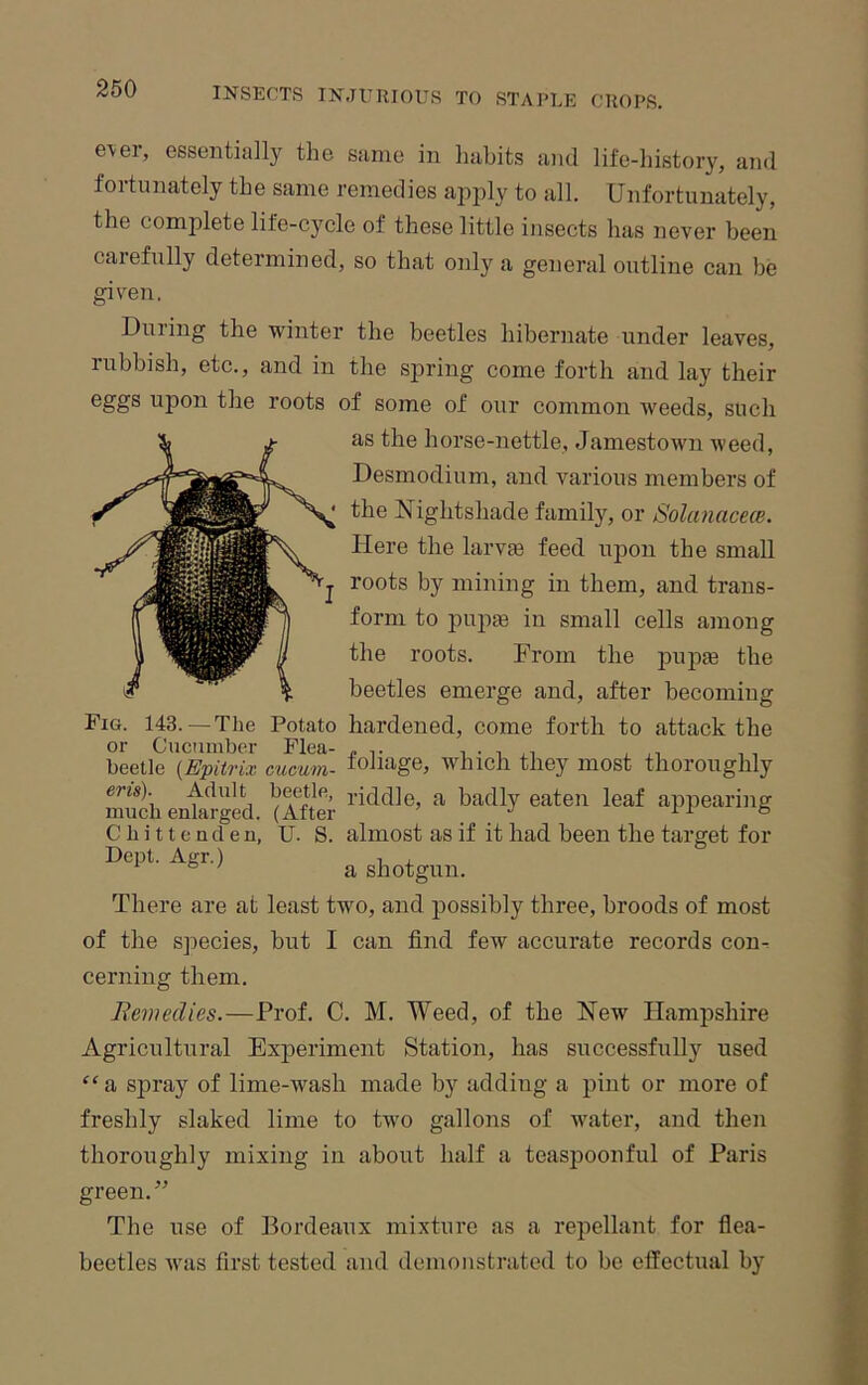 ever, essentially the same in habits and life-history, and fortunately the same remedies apjdy to all. Unfortunately, the complete life-cycle of these little insects has never been carefully determined, so that only a general outline can be given. Dining the winter the beetles hibernate under leaves, rubbish, etc., and in the spring come forth and lay their upon the roots of some of our common weeds, such as the horse-nettle, Jamestown iveed, Desmodium, and various members of the Nightshade family, or Solanacece. Here the larvie feed upon the small rj roots by mining in them, and trans- form to pupte in small cells among the roots. From the pupie the beetles emerge and, after becoming Fig. 148. — T^he Potato hardened, come forth to attack the beetle {Epitrix cucum- foliage, which they most thoroughly much enlal-ged ^After badly eaten leaf appearing C h i 11 e a d e n, U. S. almost as if it had been the target for Dent. Agr.) , , ^ ^ ' a shotgun. There are at least two, and ^lossibly three, broods of most of the species, but I can find few accurate records con^ cerning them. liemedies.—Prof. C. M. Weed, of the New Hampshire Agricultural Experiment Station, has successfully used “a spray of lime-wash made by adding a pint or more of freshly slaked lime to two gallons of water, and then thoroughly mixing in about half a teaspoonful of Paris green.” The use of Bordeaux mixture as a repellant for flea- beetles was first tested and demonstrated to be effectual by