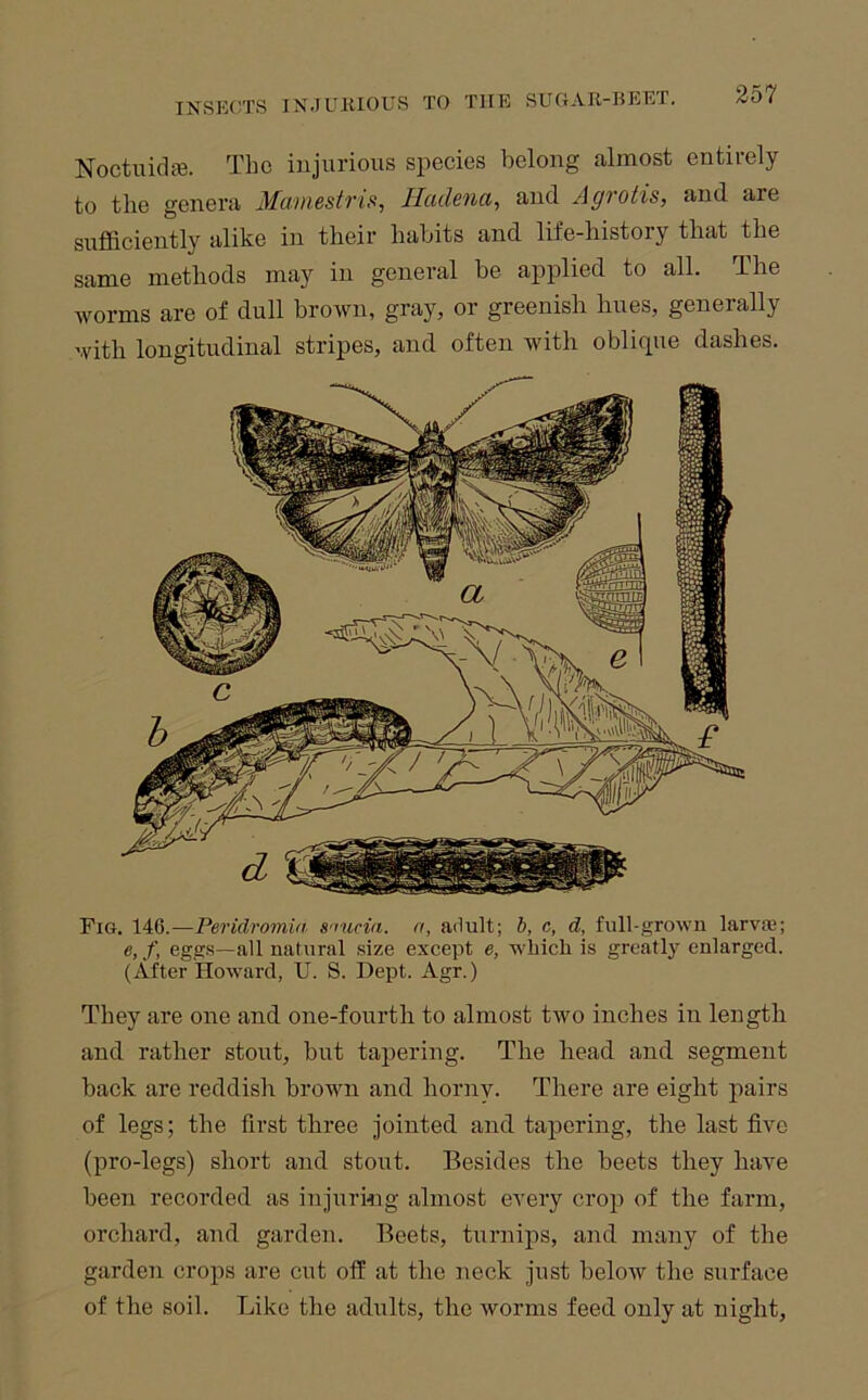 Noctuidc^. The injurious species belong almost entirely to the genera Mamestris, lladena, and A gratis, and are sufficiently alike in their habits and life-history that the same methods may in general be applied to all. The worms are of dull brown, gray, or greenish hues, generally with longitudinal stripes, and often with oblique dashes. Fig. 146.—Peridromia S'nicia. n, adult; b, c, d, full-grown larvaj; e, f, eggs—all natural .size except e, wliicli is greatly enlarged. (After Howard, U. S. Dept. Agr.) They are one and one-fourth to almost two inches in length and rather stout, but tapering. The head and segment back are reddish brown and horny. There are eight pairs of legs; the first three jointed and tapering, the last five (pro-legs) short and stout. Besides the beets they have been recorded as injurhig almost every crop of the farm, orchard, and garden. Beets, turnips, and many of the garden crops are cut off at the neck just below the surface of the soil. Like the adults, the worms feed only at night.