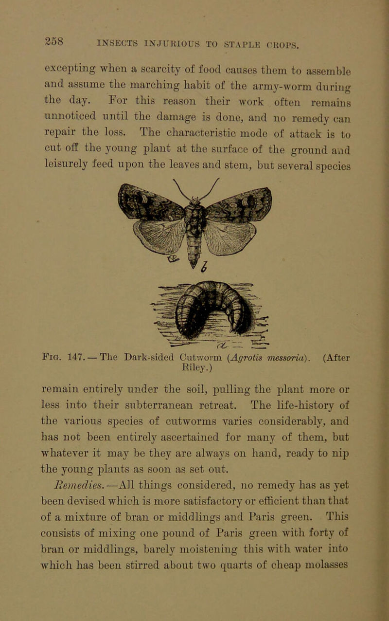 excepting when a scarcity of food causes them to assemble and assume the marching habit of the army-worm during the day. For this reason their work often remains unnoticed until the damage is done, and no remedy can repair the loss. The characteristic mode of attack is to cut off the young plant at the surface of the ground and leisurely feed upon the leaves and stem, but several species Fig. 147. — The Dark-sided Cutv/oim {Agrotis messoria). (After remain entirely under the soil, pulling the plant more or less into their subterranean retreat. The life-history of the various species of cutworms varies considerably, and has not been entirely ascertained for many of them, but whatever it may be they are always on hand, ready to nip the young jilants as soon as set out. Remedies.—All things considered, no remedy has as yet been devised which is more satisfactory or efficient than that of a mixture of bran or middlings and Paris green. This consists of mixing one pound of Paris green with forty of bran or middlings, barely moistening this with water into which has been stirred about two quarts of cheap molasses Riley.)