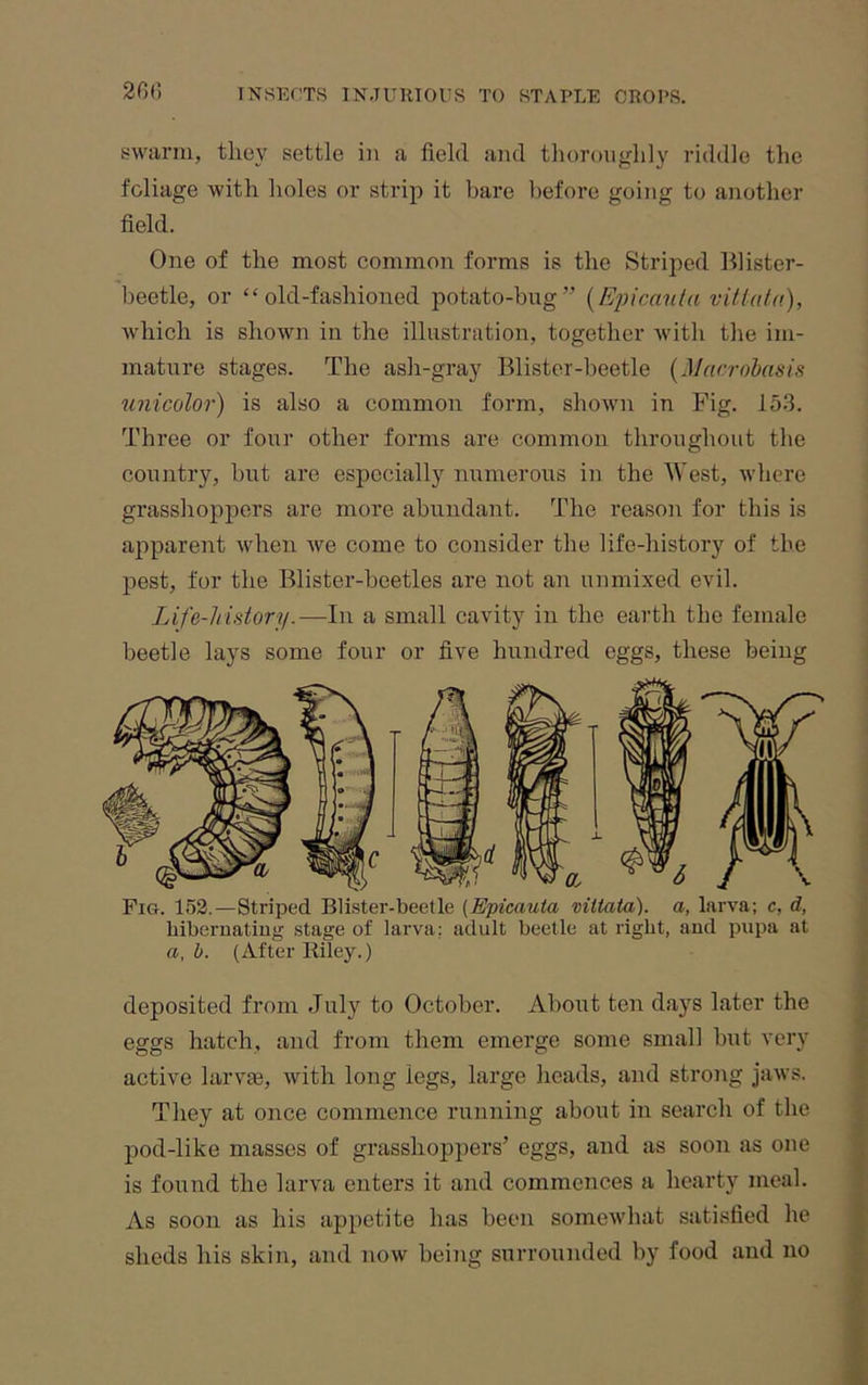 2C>{] swarm, they settle in a field and thoroughly riddle the foliage with holes or strip it bare before going to another field. One of the most common forms is the Striped Blister- beetle, or “old-fashioned potato-bug” {E^^icanla vUtata), which is shown in the illustration, together with the im- mature stages. The ash-gray Blister-beetle {Macrohasis unicolor) is also a common form, shown in Fig. 153. Three or four other forms are common throughout the country, but are especially numerous in the West, where grasshoppers are more abundant. The reason for this is apparent when we come to consider the life-history of the pest, for the Blister-beetles are not an unmixed evil. Life-history.—In a small cavity in the earth the female beetle lays some four or five hundred eggs, these being Fig. 162.—Striped Blister-beetle (Epicauta vittata). a, larva; c, d, hibernatiug stage of laiwa; adult beetle at right, and pupa at a, b. (After Ililey.) deposited from July to October. About ten days later the eggs hatch, and from them emerge some small but very active larv?e, with long legs, large heads, and strong jaws. They at once commence running about in search of the pod-like masses of grasshoppers’ eggs, and as soon as one is found the larva enters it and commences a hearty meal. As soon as his appetite has been somewhat satisfied he sheds his skin, and now being surrounded by food and no