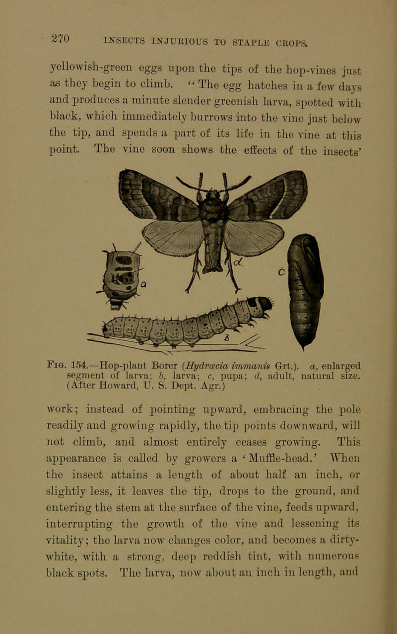 yellowish-greeii eggs uiion the tips of the hop-vines just as they begin to climb. “ The egg hatches in a few days and produces a minute slender greenish larva, spotted with black, which immediately burrows into the vine just below the tip, and spends a part of its life in the vine at this point. The vine soon shows the effects of the insects’ Fis. 154.—Hop-plant Borer {Hydrmcia immanis Grt.). a, enlarged segment of larva; h, larva; c, pupa; d, adult, natural size. (After Howard, U. S. Dept. Agr.) work; instead of pointing upward, embracing the pole readily and growing rapidly, the tip points downward, will not climb, and almost entirely ceases growing. This appearance is called by growers a ‘Muffle-head.’ When the insect attains a length of about half an inch, or slightly less, it leaves the tip, drops to the ground, and entering the stem at the surface of the vine, feeds upward, interrupting the growth of the vine and lessening its vitality; the larva now changes color, and becomes a dirty- white, with a strong, deep reddish tint, with numerous black spots. The larva, now about an inch in length, and