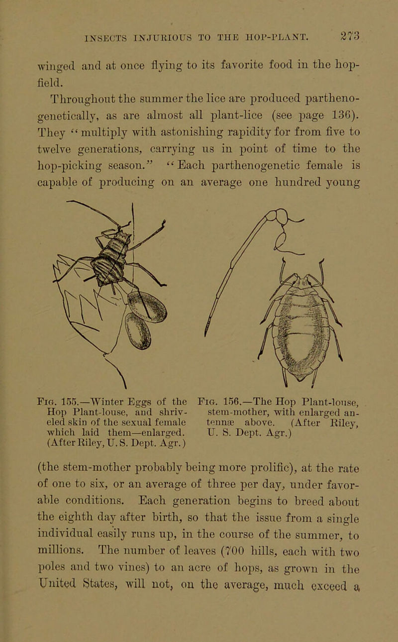 winged and at once flying to its favorite food in the lioj)- field. fl'lironghont the summer the lice are produced partheno- genetically, as are almost all j)lant-lice (see page 136). They “ multiply with astonishing rapidity for from five to twelve generations, carrying us in point of time to the hop-picking season.’’ “Each parthenogenetic female is capable of j)roducing on an average one hundred young Fig. 155.—Winter Eggs of the Hop Plant-louse, and shriv- eled skin of the sexual female which laid them—enlarged. (After Riley, U. S. Dept. Agr.) Fig. 156.—The Hop Plant-louse, stem-mother, with enlarged an- tennae above. (After Riley, U. S. Dept. Agr.) (the stem-mother probably being more prolific), at the rate of one to six, or an average of three per day, under favor- able conditions. Each generation begins to breed about the eighth day after birth, so that the issue from a single individual easily runs up, in the course of the summer, to millions. The number of leaves (700 hills, each with two poles and two vines) to an acre of hops, as grown in the United States, will not, on the average, much exceed a