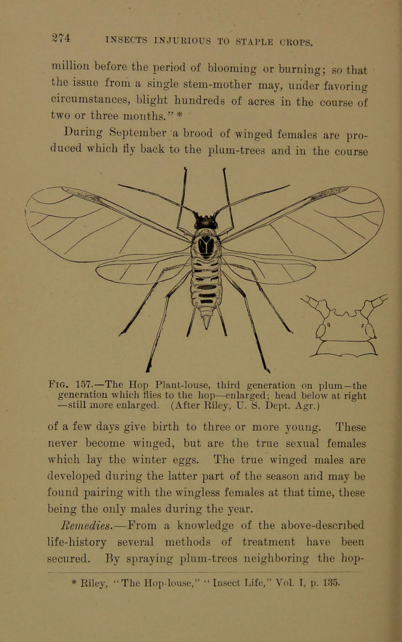 * Riley, “The Hop-louse,” “ Insect Life,” Vol. 1, p. 135. million before the period of blooming or burning; so that the issue from a single stem-mother may, under favoring circumstances, blight hundreds of acres in the course of two or three months.” * During September a brood of winged females are pro- duced which fly back to the plum-trees and in the course Fig. 157.—The Hop Plant-louse, third generation on plum—the generation which flies to the hop—enlarged; head below at right —still more enlarged. (After Riley, U. S. Dept. Agr.) of a few days give birth to three or more young. These never become winged, but are the true sexual females which lay the winter eggs. The true winged males are developed during the latter part of the season and may be found pairing with the wingless females at that time, these being the only males during the year. Remedies.—From a knowledge of the above-described life-history several methods of treatment have been secured. By spraying ])lum-trees neighboring the hop-