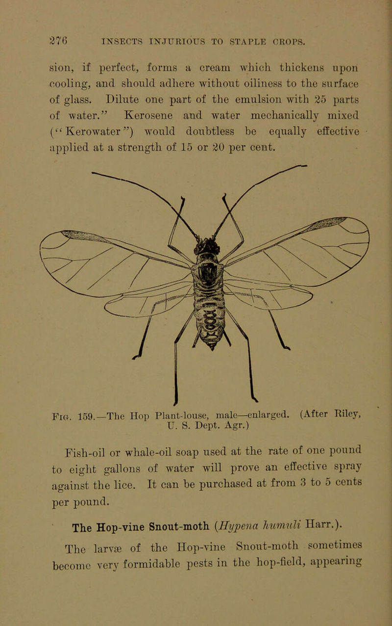 sion, if perfect, forms r cream which thickens upon cooling, and should adhere without oiliness to the surface of glass. Dilute one part of the emulsion with 25 parts of water.” Kerosene and water mechanically mixed (“ Kerowater ”) would doubtless be equally effective applied at a strength of 15 or 20 per cent. Fig. 159.—The Hop Plant-louse, male—enlarged. (After Riley, U. S. Dept. Agr.) Fish-oil or whale-oil soap used at the rate of one pound to eight gallons of water will prove an effective spray against the lice. It can be purchased at from 3 to 5 cents per pound. The Hop-vine Snout-moth {Hypena hwnuli Ilarr.). The larv^ of the Hop-vine Snout-moth sometimes become ver}'^ formidable pests in the hop-field, appearing