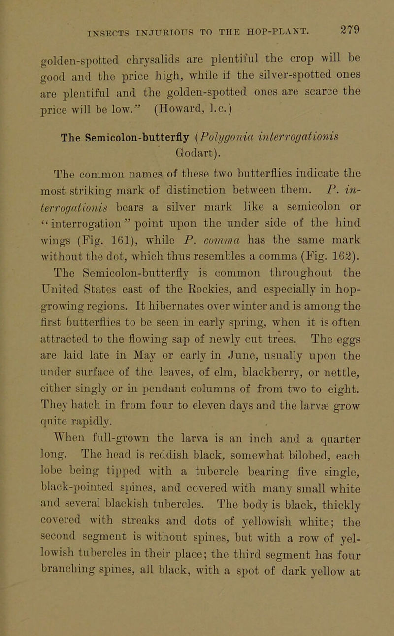 goldeii-spottocl clirysalids are plentiful tlie crop will be good and the price high, while if the silver-spotted ones are plentiful and the golden-spotted ones are scarce the price will be low.^’ (Howard, l.c.) The Semicolon-butterfly {Polygonia inlerrogationis Godart). The common names of tliese two butterflies indicate the most striking mark of distinction between them. P. in- lerrogationis bears a silver mark like a semicolon or “ interrogation ” point upon the under side of the hind wings (Fig. 161), while P. comma has the same mark without the dot, which thus resembles a comma (Fig. 162). The Semicolon-butterfly is common throughout the United States east of the Kockies, and especially in hop- growing regions. It hibernates over winter and is among the first butterflies to be seen in early spring, when it is often attracted to the flowing sap of ]iewly cut trees. The eggs are laid late in May or early in June, usually upon the under surface of the leaves, of elm, blackberry, or nettle, either singly or in pendant columns of from two to eight. They hatch in from four to eleven days and the larvie grow quite rapidly. When full-grown the larva is an inch and a quarter long. The head is reddish black, somewhat bilobed, each lobe being tipped with a tubercle bearing flve single, black-pointed spines, and covered with many small white and several blackish tubercles. The body is black, thickly covered with streaks and dots of yellowish white; the second segment is without spines, but with a row of yel- lowish tubercles in their place; the tliird segment has four branching spines, ail black, with a spot of dark yellow^ at