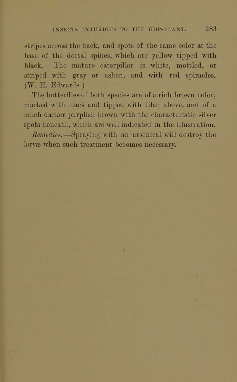 stripes across the back, and spots of the same color at the base of the dorsal spines, which are yellow tipped with black. The mature caterpillar is white, mottled, or striped with gray or ashen, and with red spiracles. fW. II. Edwards.) The butterflies of both sjiecies are of a rich brown color, marked with black and tipped with lilac above, and of a much darker purplish brown with the characteristic silver spots beneath, which are well indicated in the illustration. Remedies.—Spraying with an arsenical will destroy the larvte when such treatment becomes necessary.