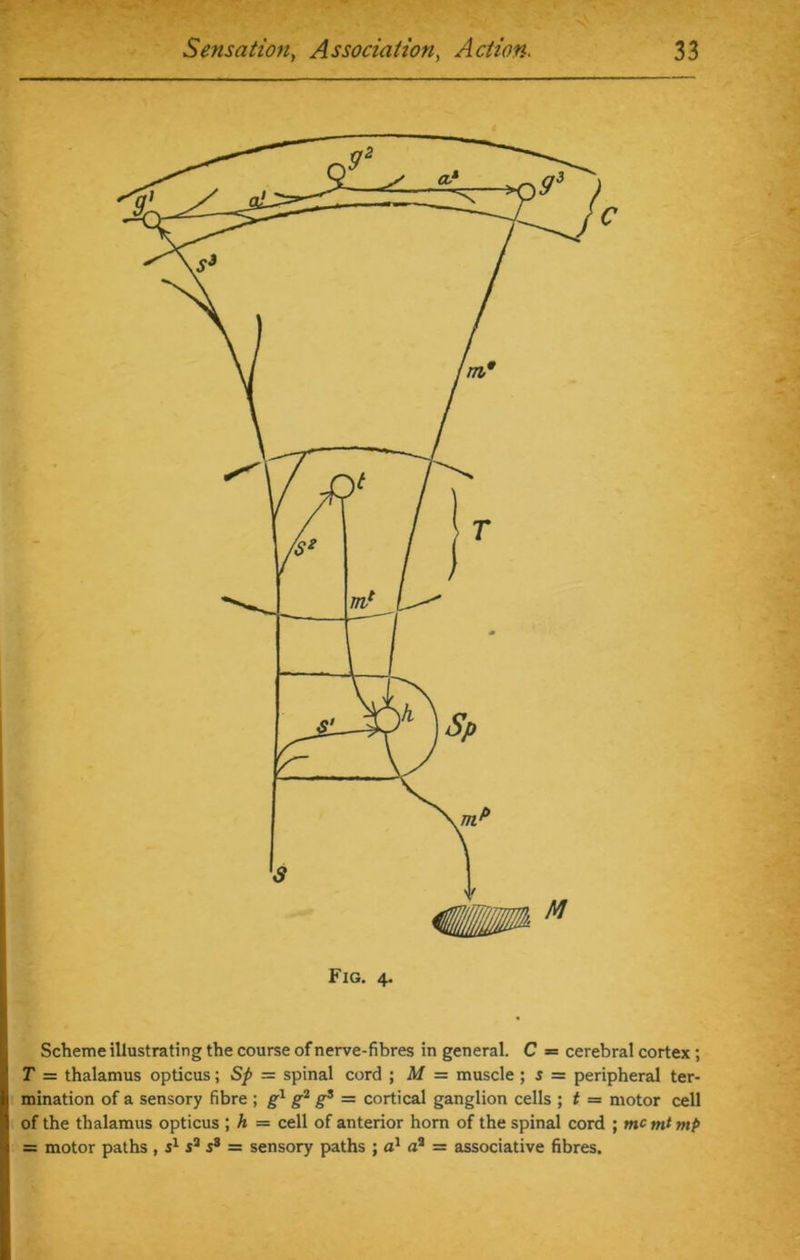 Scheme illustrating the course of nerve-fibres in general. C = cerebral cortex; T = thalamus opticus; Sp = spinal cord ; M = muscle ; s = peripheral ter- mination of a sensory fibre ; gl g2 g3 = cortical ganglion cells ; t = motor cell of the thalamus opticus ; h = cell of anterior horn of the spinal cord ; me mt mp = motor paths , s1 s2 s8 = sensory paths ; a1 a2 = associative fibres.