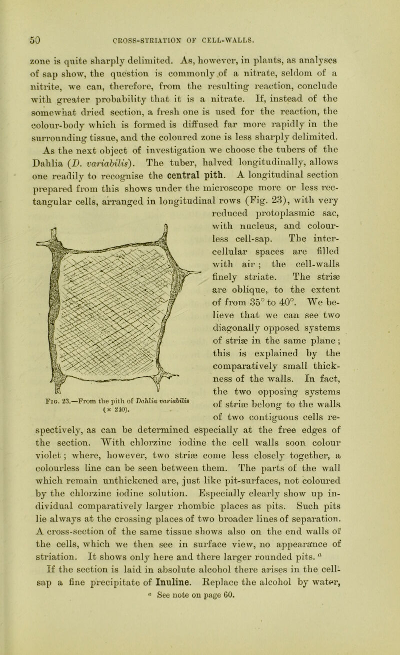 zone is quite sliarply delimited. As, however, in plants, as analyses of sap show, the question is commonly of a nitrate, seldom of a nitrite, we can, therefore, from the resulting reaedion, conclude with greater probability that it is a nitrate. If, instead of the somewhat dried section, a fresh one is used for the reaction, the colour-body which is formed is dihused far more rapidly in the surrounding tissue, and the coloured zone is less sharply delimited. As the next object of investigation we choose the tubers of the Dahlia (D. variabiUs). The tuber, halved longitudinally, allows one readily to recognise the central pith. A longitudinal section prepared from this shows under the microscope more or less rec- tangular cells, arranged in longitudinal rows (Fig. 23), with very reduced protoplasmic sac, with nucleus, and colour- less cell-sap. The inter- cellular spaces are filled with air ; the cell-walls finely striate. The striae are oblique, to the extent of from 35° to 40°. We be- lieve that we can see two diagonally opjeosed systems of striae in the same plane; this is explained by the comparatively small thick- ness of the walls. In fact, the two opposing systems of striae belong to the walls of two contiguous cells re- spectively, as can be determined especially at the free edges of the section. AVith chlorzinc iodine the cell walls soon colour violet; where, however, two striae come less closely together, a colourless line can be seen between them. The parts of the wall which remain unthickened are, just like pit-surfaces, not coloured by the chlorzinc iodine solution. Especially clearly show up in- dividual comparatively larger rhombic places as pits. Such jDits lie always at the crossing places of two broader lines of separation. A cross-section of the same tissue shows also on the end walls of the cells, which we then see in surface view, no appearance of striation. It shows only here and there larger rounded pits.  If the section is laid in absolute alcohol there arises in the cell- sap a fine precipitate of Inuline. Replace the alcohol by water, “ See note on page 60. Fig. 23.—From the pith of Dahlia variahilis (X 210).