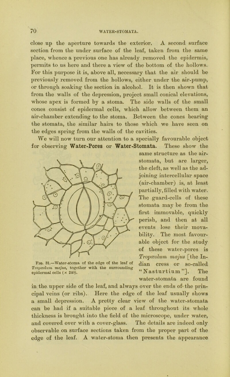 close up the aperture towards the exterior. A second surface section from tlie under surface of the leaf, taken from the same place, whence a previous one has already removed the epidermis, permits to us here and there a view of the bottom of the hollows. For this purpose it is, above all, necessary that the air should be previously removed from the hollows, either under the air-pump, or through soaking the section in alcohol. It is then shown that from the walls of the depression, project small conical elevations, Avhose apex is formed by a stoma. The side walls of the small cones consist of epidermal cells, which allow between them an air-chamber extending to the stoma. Between the cones bearing the stomata, the similar hairs to those which we have seen on the edges sj)ring from the walls of the cavities. We will now turn our attention to a specially favourable object for observing Water-Pores or Water-Stomata. These show the same structure as the air- stomata, but are larger, the cleft, as well as the ad- joining' intercellular space (air-chamber) is, at least partially, filled with water. The guard-cells of these stomata may be from the first immovable, quickly perish, and then at all events lose their mova- bility. The most favour- able object for the study of these water-pores is Tropceolum majus [the In- Fig. 31.—Water-stoma of the edge of the leaf of dian CreSS Or SO-called Tropceolum maj^^s, together with the svu’rounding epidermal cells (X 24o;. “JNastiirtium J. The water-stomata are found in the. upper side of the leaf, and always over the ends of* the prin- cipal veins (or ribs). Here the edge of the leaf usually shows a small depression. A pretty clear view of the water-stomata can be had if a suitable piece of a leaf throughout its whole thickness is brought into the field of the microscope, under water, and covered over with a cover-glass. The details are indeed only observable on surface sections taken from the proper part of the edge of the leaf. A water-stoma then presents the appearance