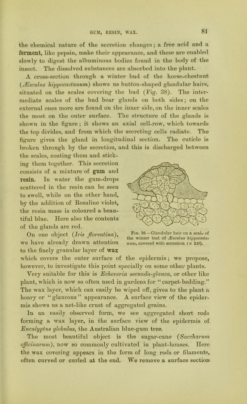GUM, RESIN, WAX. 8J the chemical nature of the secretion changes; a free acid and a ferment, like pepsin, make their appeai-ance, and these are enabled slowly to digest the albuminous bodies found in the body of the insect. The dissolved substances are absorbed into the plant. A cross-section through a winter bud of the horse-chestnut (^JEsculus hippocastanum) shows us button-shaped glandular hairs, situated on the scales covering the bud (Fig. 38). The inter- mediate scales of the bud bear glands on both sides; on the external ones more are found on the inner side, on the inner scales the most on the outer surface. The structure of the glands is shown in the figure ; it shows an axial cell-row, which towards the top divides, and from which the secreting cells radiate. The figure irives the s'land in longitudinal section. The cuticle is broken through by the secretion, and this is discharged between the scales, coating them and stick- ino- them together. This secretion consists of a mixture of gum and resin. In water the gum-drops scattered in the resin can be seen to swell, while on the other hand, by the addition of Rosaline violet, the resin mass is coloured a beau- tiful blue. Here also the contents of the glands are red. On one object (Iris jiorentina), we have already drawn attention to the finely granular layer of wax which covers the outer surface of the epidermis; we propose, however, to investigate this point specially on some other plants. Very suitable for this is Echeveria sectmda-glauca, or other like plant, which is now so often used in gardens for “ carpet-bedding.” The wax layer, which can easily be wiped off, gives to the plant a hoary or “ glaucous ” appearance. A surface view of the epider- mis shows us a net-like crust of aggregated grains. In an easily observed form, we see aggregated short rods forming a wax layer, in the surface view of the epidermis of Eucalyptus globulus, the Australian blue-gum tree. The most beautiful object is the sugar-cane (Sacchar2im officinarum), now so commonly cultivated in plant-houses. Here the wax covering appears in the form of long rods or filaments, often curved or curled at the end. We remove a surface section Fig. 38.—Glandular hair on a scalt. of the winter hud of Msculus luppocasta- num, covered with secretion {x 2-10).
