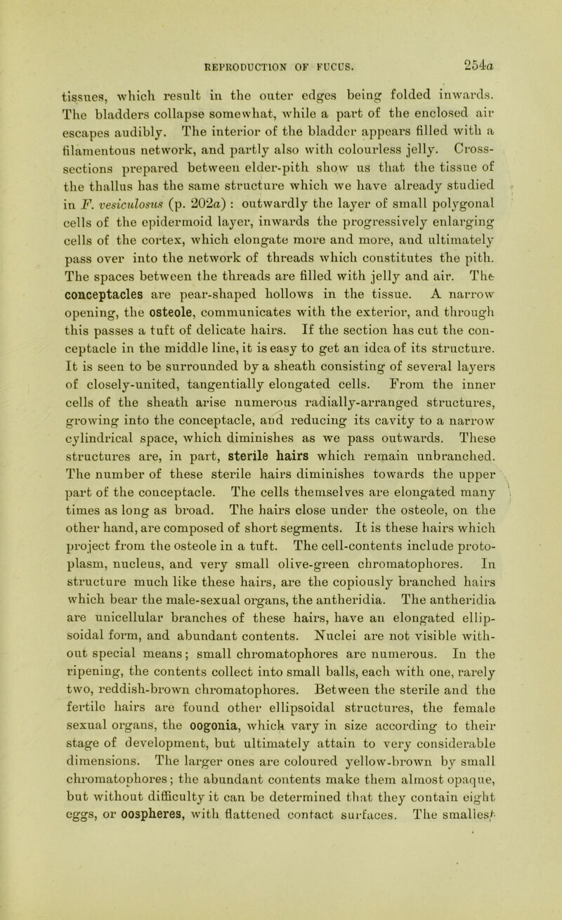 tissues, which result in the outer edges being folded inwards. The bladders collapse somewhat, while a part of the enclosed air escapes audibly. The interior of the bladder appears filled with a filamentous network, and partly also with colourless jelly. Cross- sections prepared between elder-pith show us that the tissue of the thallus has the same structure which we have already studied in F. vesiculosus (p. 202a) : outwardly the layer of small polygonal cells of the epidermoid layer, inwards the progressively enlarging cells of the cortex, which elongate more and more, and ultimately pass over into the network of threads which constitutes the pith. The spaces between the threads are filled with jelly and air. The conceptacles are pear-shaped hollows in the tissue. A narrow opening, the osteole, communicates with the exterior, and through this passes a tuft of delicate hairs. If the section has cut the con- ceptacle in the middle line, it is easy to get an idea of its structure. It is seen to be surrounded by a sheath consisting of several layers of closely-united, tangentially elongated cells. From the inner cells of the sheath arise numerous radially-arranged structures, growing into the conceptacle, and reducing its cavity to a narrow cylindrical space, which diminishes as we pass outwards. These structures are, in part, sterile hairs which remain unbranched. The number of these sterile hairs diminishes towards the upper part of the conceptacle. The cells themselves are elongated many times as long as broad. The hairs close under the osteole, on the other hand, are composed of short segments. It is these hairs which project from the osteole in a tuft. The cell-contents include proto- plasm, nucleus, and very small olive-green chromatophores. In structure much like these hairs, are the copiously branched hairs which bear the male-sexual organs, the antheridia. The antheridia are unicellular branches of these hairs, have an elongated ellip- soidal form, and abundant contents. Nuclei are not visible with- out special means; small chromatophores are numerous. In the ripening, the contents collect into small balls, each with one, rarely two, reddish-brown chromatophores. Between the sterile and the fertile hairs are found other ellipsoidal structures, the female sexual organs, the oogonia, which vary in size according to their stage of development, but ultimately attain to very considerable dimensions. The larger ones are coloured yellow-brown by small chromatophores; the abundant contents make them almost opaque, but without difficulty it can be determined that they contain eight eggs, or oospheres, with flattened contact surfaces. The smallest