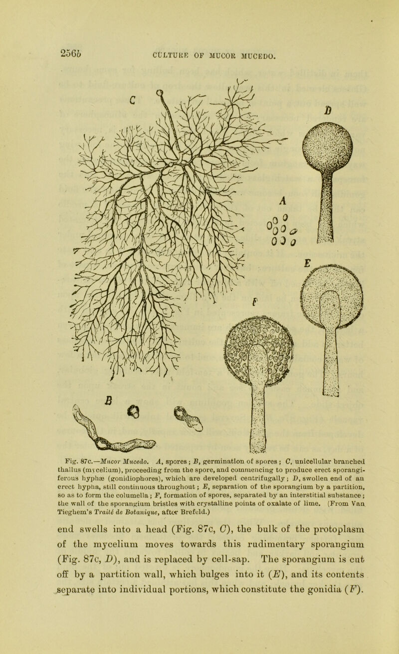 2566 Fig. 87c.—Mticor Miocedo. A, spores ; B, germination of spoi-es ; C, unicellular branched thallus (mycelium), proceeding from the spore, and commencing to produce erect sporangi- ferous hyphae (gonidiophores), which are developed centrifugally; D, swollen end of an erect hypha, still coTitiiiuous throughout; E, separation of the sporangium by a partition, so as to form the columella; F, formation of spores, separated by an interstitial substance; the wall of the sporangium bristles with crystalline points of oxalate of lime, (From Van Tieghem’s Traill de Botanique, aftw Brefeld.) end swells into a head (Fig. 87c, (7), the bulk of the protoplasm of the mycelium moves towards this rudimentary sporangium (Fig. 87c, D), and is replaced by cell-sap. The sporangium is cut off by a partition wall, which bulges into it (F/), and its contents se_parate into individual portions, which constitute the gonidia (F).