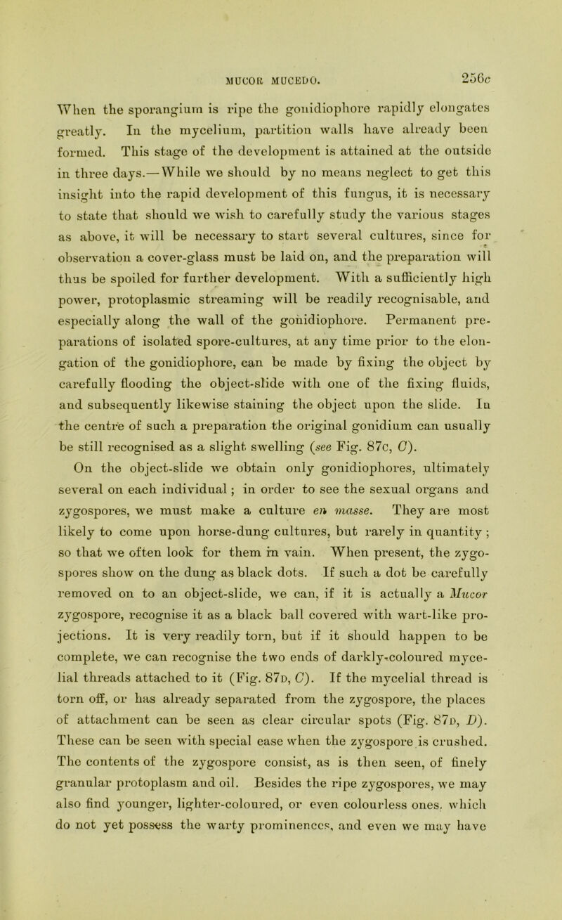MUCOK MUCEDO. When the sporangium is ripe the gonicliophore rapidly elongates greatly. In the mycelium, partition walls have already been formed. This stage of the development is attained at the outside in three days.— While we should by no means neglect to get this insight into the rapid development of this fungus, it is necessary to state that should we wish, to carefully study the various stages as above, it will be necessary to start several cultures, since for «» observation a cover-glass must be laid on, and the preparation will thus be spoiled for further development. With a sufficiently high power, protoplasmic streaming will be readily recognisable, and especially along the wall of the gohidiophore. Permanent pre- parations of isolated spore-cultures, at any time prior to the elon- gation of the gonidiophore, can be made by fixing the object by carefully flooding the object-slide with one of the fixing fluids, and subsequently likewise staining the object upon the slide. In the centre of such a preparation the original gonidium can usually be still recognised as a slight swelling (see Fig. 87c, C). On the object-slide we obtain only gonidiophores, ultimately several on each individual; in order to see the sexual organs and zygospores, we must make a culture en masse. They are most likely to come upon horse-dung cultures, but rarely in quantity ; so that we often look for them ra vain. When present, the zygo- spores show on the dung as black dots. If such a dot be carefully removed on to an object-slide, we can, if it is actual ly a il/?tcor zygospore, recognise it as a black ball covered with wart-like pro- jections. It is very readily torn, but if it should happen to be complete, we can recognise the two ends of darkly-coloured myce- lial threads attached to it (Fig. 87d, C). If the mycelial thread is torn off, or has already separated from the zygospore, the places of attachment can be seen as clear circular spots (Fig. 87n, D). These can be seen with special ease when the zygospore is crushed. The contents of the zygospore consist, as is then seen, of finely granular protoplasm and oil. Besides the ripe zygospores, we may also find younger, lighter-coloured, or even colourless ones, which do not yet possess the warty prominences, and even we may have