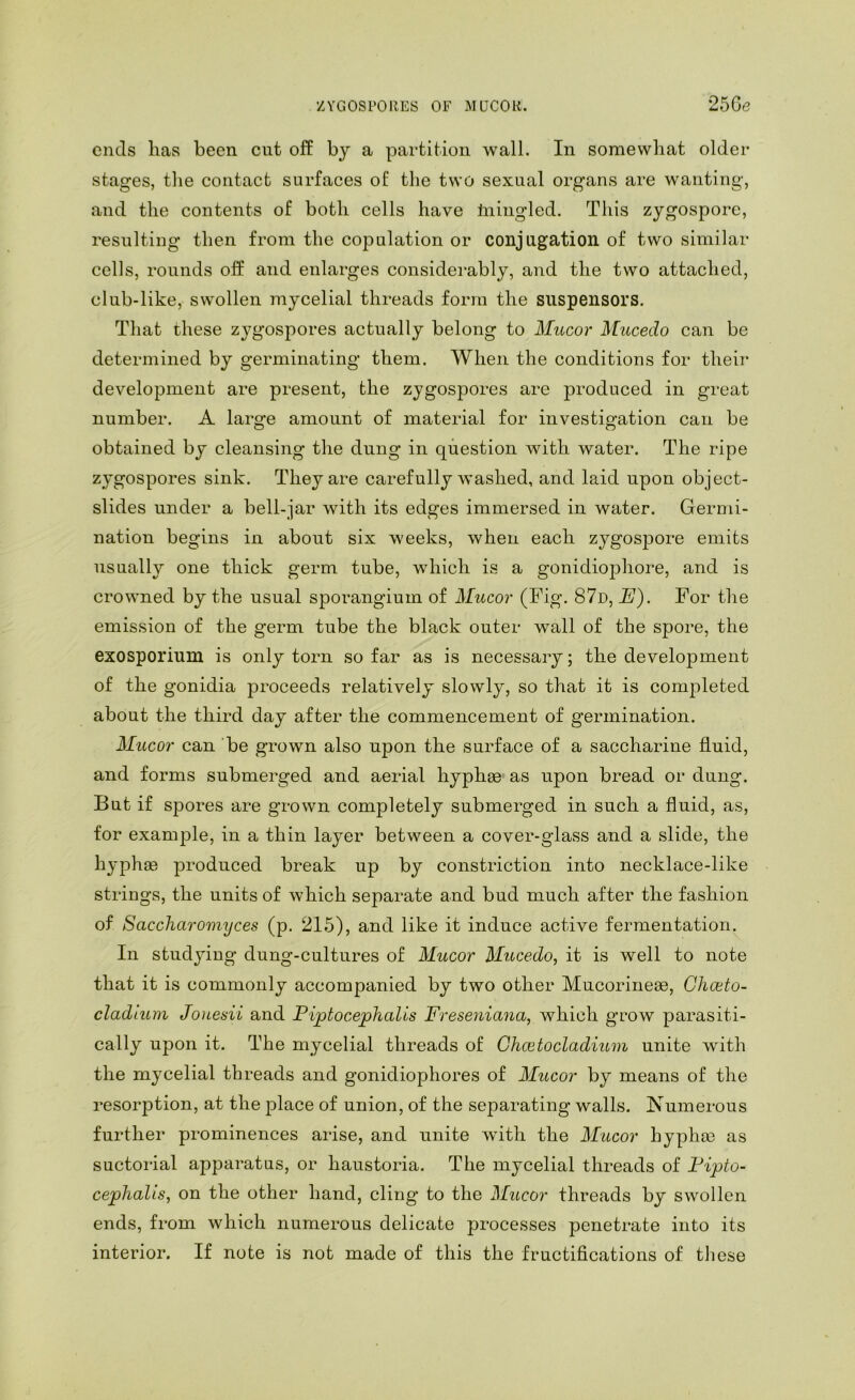 ZYGOSPORES OF MUCOK. 25Ge ends lias been cut off by a partition wall. In somewhat older stages, the contact surfaces of tlie two sexual organs are wanting, and the contents of both cells have Iniiigled. This zygospore, resulting then from the copulation or conjugation of two similar cells, rounds off and enlarges considerably, and the two attached, club-like, swollen mycelial threads form the suspensors. That these zygospores actually belong to Mucor Mucedo can be determined by germinating them. When the conditions for theii- development are present, the zygospores are produced in great number. A large amount of material for investigation can be obtained by cleansing the dung in question with water. The ripe zygospores sink. They are carefully washed, and laid upon object- slides under a bell-jar with its edges immersed in water. Germi- nation begins in about six weeks, when each zygosjoore emits usually one thick germ tube, which is a gonidiophore, and is crowned by the usual sporangium of Mucor (Fig. 87d, A). For the emission of the germ tube the black outer wall of the spore, the exosporium is only torn so far as is necessary; the development of the gonidia proceeds relatively slowly, so that it is completed about the third day after the commencement of germination. Mucor can be grown also upon the surface of a saccharine fluid, and forms submerged and aerial hyphge as upon bread or dung. But if spores are grown completely submerged in such a fluid, as, for exam|)le, in a thin layer between a cover-glass and a slide, the hyphae produced break up by constriction into necklace-like strings, the units of which separate and bud much after the fashion of Saccharomyces (p. 215), and like it induce active fermentation, In studying dung-cultures of Mucor Mucedo, it is well to note that it is commonly accompanied by two other Mucorineae, Ghceto- cladium Jonesii and Piptocephalis Freseniana, which grow parasiti- cally upon it. The mycelial threads of Ghcetocladium unite with the mycelial threads and gonidiophores of Mucor by means of the resorption, at the place of union, of the separating walls. Numerous further prominences arise, and unite with the Mucor hypha3 as suctorial apparatus, or haustoria. The mycelial threads of Fipto- cephalts, on the other hand, cling to the Mucor threads by swollen ends, from which numerous delicate processes penetrate into its interior. If note is not made of this the fruetifications of these