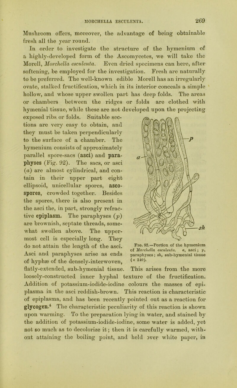 MORCHELLA ESCULENTA. ‘269 !Miisliroom offers, moreover, the advantage of being obtainable fresh all the year round. In order to investigate the structure of the hymeniura of a highl}-developed form of the Ascomycetes, we will take the Morell, Morchella escidenta. Even dried specimens can here, after softening, be employed for the investigation. Fresh are naturally to be preferred. The well-known edible Morell has an irregularly ovate, stalked fructification, which in its interior conceals a simple hollow, and whose upper swollen part has deep folds. The areas or chambers between the rido:es or folds are clothed with hymenial tissue, while these are not developed upon the projecting exposed ribs or folds. Suitable sec- tions are very easy to obtain, and they must be taken perpendicularly to the surface of a chamber. The hymenium consists of ajDproximately parallel spore-sacs (asci) and para- physes (Fig\ 92). The sacs, or asci (a) are almost cylindrical, and con- tain in their upper part eight ellipsoid, unicellular spores, asco- spores, crowded together. Besides the spores, there is also present in the asci the, in part, strongly refrac- tive epiplasm. The paraphyses (p) are brownish, septate threads, some- what swollen above. The upper- most cell is especially long. They do not attain the length of the asci. , . of Morchella esculenta. a, asci; p, Asci and parajDhyseS arise as ends paraphyses; sh, sub-bymenial tissue of hyphee of the densely-inter woven, flatly-extended, sub-hymenial tissue. This arises from the more loosely-constructed inner hyphal texture of the fructification. Addition of potassium-iodide-iodine colours the masses of epi- plasma in the asci reddish-brown. This reaction is characteristic of epiplasma, and has been recently pointed out as a reaction for glycogen.^ The characteristic peculiarity of this reaction is shown upon warming. To the preparation lying in water, and stained by the addition of potassium-iodide-iodine, some water is added, yet not so much as to decolorize it; then it is carefully warmed, with- out attaining the boiling point, and held over white paper, in