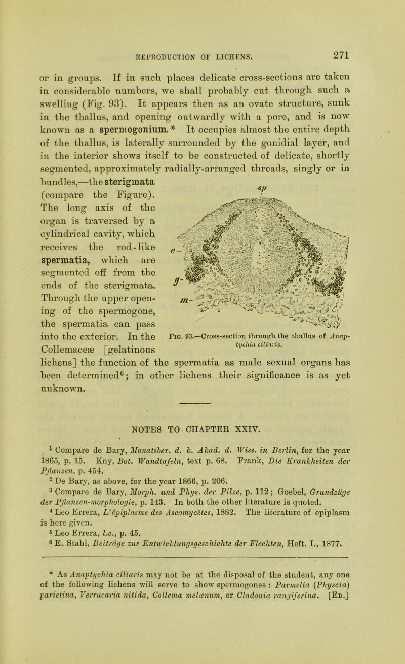 or in groups. If in such places delicate cross-sections are taken in considerable numbers, we shall probably cut through such a swelling (Fig. 93). It appears then as an ovate structure, sunk in the thallus, and opening outwardly with a pore, and is now known as a spermogonium.* It occupies almost the entire depth of the thallus, is laterally surrounded by the gonidial layer, and in the interior shows itself to be constructed of delicate, shortly segmented, approximately radially-arranged threads, singly or in bundles,—the sterigmata (compare the Figure). The long axis of the organ is traversed by a cylindrical cavity, which receives the rod-like spermatia, which are SJ, L. •.vbV-4(.. «« . J .•' / , // ' ■> segmented off from the ends of the sterigmata. Through the upper open- ing of the sjDermogone, the spermatia can pass into the exterior. In the Collemaceae [gelatinous lichens] the function of the spermatia as male sexual organs has been determined®; in other lichens their significance is as yet unknown. i.' 'dA- Fig. 93.—Cross-section through the thallus of Anap- tycliia cilims. NOTES TO CHAPTEE XXIV. ^ Compare de Bary, Monatsher. d. k. Akad. d. JFiss. in Berlin, for the year 1865, p. 15. Kny, Bot. Wandtafeln, text p. 68. Frank, Die Krankheiten der Pjiavzen, p. 454. “ De Bary, as above, for the year 1866, p. 206. 3 Compare de Bary, Morj)h. und Phys. der Pilze, p. 112; Goebel, Grundziiye der Pjianzen-morphologie, p. 143. In both the other literature is quoted. •* Leo Errera, L'epiplasme des Ascomycetes, 1882. The literature of epiplasm is here given. 5 Leo Errera, lx., p, 45. 6 E. Stahl, Bcitrdge zur Entivicklungsgeschichte der Flechten, Heft. I., 1877. * As Anaptycliia ciliaris may not be at the disposal of the student, any one of the following lichens will serve to show spermogones : Parmelia {Physcia) yarietina, Verrucaria nitida, Collema mclcenxim, or Cladonia rangiferina. [Ed.]