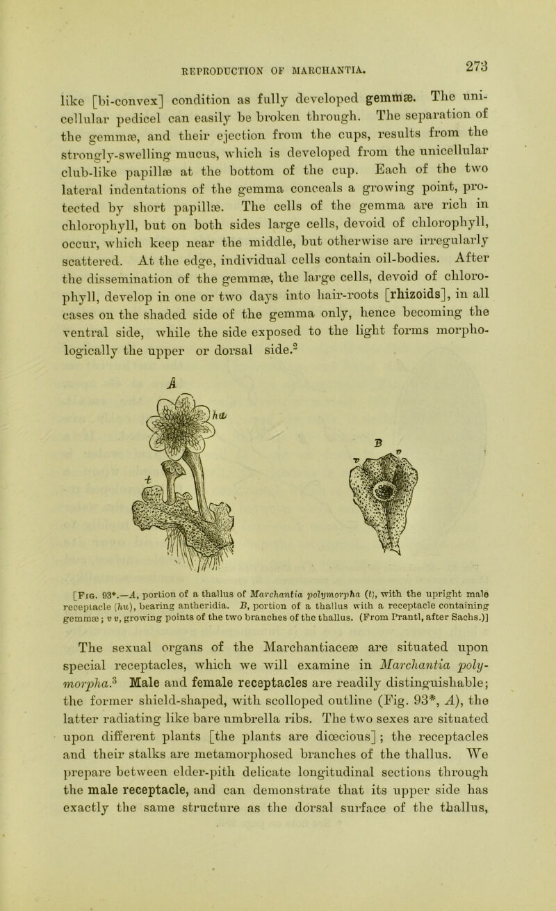 like [bi-convex] condition as fnllj developed gemmsB. The uni- cellular pedicel can easily be broken through. T.he separation of the sfeinnue, and their ejection from the cups, results from the strong’ly-swelling’ mucus, which is developed from the unicellulai club-like papillfe at the bottom of the cup. Each of the two lateral indentations of the gemma conceals a growing point, pro- tected by short papillce. The cells of the gemma are rich in chlorophyll, but on both sides large cells, devoid of chlorophyll, occur, which keep near the middle, but otherwise are irregularly scattered. At the edge, individual cells contain oil-bodies. After the dissemination of the gemmoe, the large cells, devoid of chloro- phyll, develop in one or two days into hair-roots [rhizoids], in all cases on the shaded side of the gemma only, hence becoming the ventral side, while the side exposed to the light forms morpho- logically the upper or dorsal side. A [Fig. 93*.—A, portion of a thallus of Marchantia ijolymorpha (t), with the upright male receptacle (hu), bearing antheridia. B, portion of a thallus vrith a receptacle containing gemmEe; v v, growing points of the two branches of the thallus. (From Prantl, after Sachs.)] The sexual organs of the Marchantiaceie are situated upon special receptacles, which we will examine in Marchantia poly- moiyha? Male and female receptacles are readily distinguishable; the former shield-shaped, with scollojDed outline (Fig. 93*, A), the latter radiating like bare umbrella ribs. The two sexes are situated upon different plants [the plants are dioecious] ; the recejotacles and their stalks are metamorphosed branches of the thallus. We prepare between elder-pith delicate longitudinal sections through the male receptacle, and can demonstrate that its upper side has exactly the same structure as the dorsal surface of the thallus,