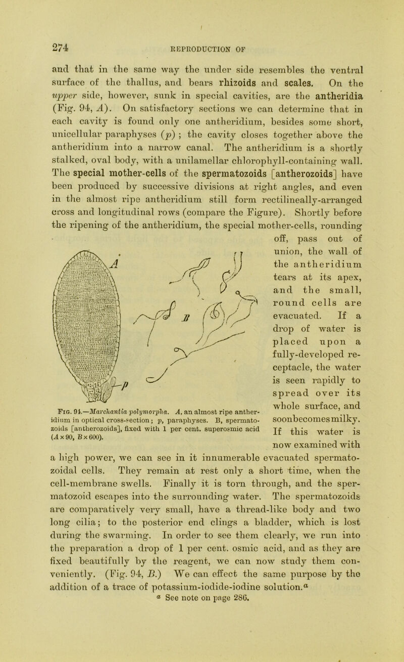 274 REPRODUCTION OF and that in the same way the under side resembles the ventral surface of the thallus, and bears rliizoids and scales. On the upper side, however, sunk in special cavities, are the antheridia (Fig. 94, A). On satisfactory sections we can determine that in each cavity is found only one antheridium, besides some short, unicellular paraphyses (p) ; the cavity closes together above the antheridium into a narrow canal. The antheridium is a shortly stalked, oval body, with a unilamellar chlorophyll-containing wall. The special mother-cells of the spermatozoids [antherozoids] have been produced by successive divisions at right angles, and even in the almost ripe antheridium still form rectilineally-arranged cross and longitudinal rows (compare the Figure). Shortly before the ripening of the antheridium, the special mother-cells, rounding off, pass out of union, the wall of the antheridium tears at its apex, and the small, round cells are evacuated. If a drop of water is placed upon a fully-developed re- ceptacle, the water is seen rapidly to spread over its whole surface, and soonbecomes milky. If this water is now examined with a high power, we can see in it innumerable evacuated spermato- zoidal cells. They remain at rest only a short time, when the cell-membrane swells. Finally it is torn through, and the sper- matozoid escapes into the surrounding water. The spermatozoids are comparatively very small, have a thread-like body and tAvo long cilia; to the posterior end clings a bladder, which is lost during the swarming. In order to see them clearly, Ave run into the preparation a drop of 1 per cent, osmic acid, and as they are fixed beautifully by the reagent, we can noAv study them con- veniently. (Fig. 94, B.) We can effect the same purpose by the addition of a trace of potassium-iodide-iodine solution.® ® See note on page 280. Fig. 91.—Marcliantia 'polymorplm. A, an almost ripe anther- idinm in optical cross-section; p, paraphyses. B, spermato- zoids [antherozoids], fixed with 1 per cent, superosmic acid (4x90, Bx600).