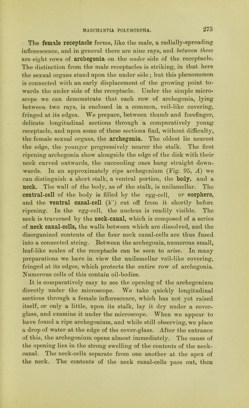 MARCnANTIA POLYJMORPHA. The female receptacle forms, like the male, a radially-spreading inflorescence, and in general there are nine rays, and between these are eight rows of archegonia on the under side of the receptacle. The distinction from the male receptacles is striking, in that hei'C the sexual organs stand upon the under side ; lout this phenomenon is connected with an early displacement of the growing point to- wards the under side of the receptacle. Under the simple micro- scope we can demonstrate that each row of archegonia, lying between two rays, is enclosed in a common, veil-like covering, fringed at its edges. We prepare, between thumb and forefinger, delicate longitudinal sections through a comparatively young receptacle, and upon some of these sections find, without difficulty, the female sexual organs, the archegonia. The oldest lie nearest the edge, the younger progressively nearer the stalk. The first ripening archegonia show alongside the edge of the disk with their neck curved outwards, the succeeding ones hang straight down- wards. In an approximately ripe archegonium (Fig. 95, A) we can distinguish a short stalk, a ventral portion, the body, and a neck. The w^all of the body, as of the stalk, is unilamellar. The central-cell of the body is filled by the egg-cell, or oosphere, and the ventral canal-cell (Ji') cut off from it shortly before ripening. In the egg-cell, the nucleus is readily visible. The neck is traversed by the neck-canal, which is composed of a series of neck canal-cells, the walls between which are dissolved, and the disorganized contents of the four neck canal-cells are thus fused into a connected string. Between the archegonia, numerous small, leaf-like scales of the receptacle can be seen to arise. In many preparations we have in view the unilamellar veil-like covering, fringed at its edges, which protects the entire row of archegonia. Numerous cells of this contain oil-bodies. It is comparatively easy to see the opening of the archegonium directly under the microscope. We take quickly longitudinal sections through a female inflorescence, which has not yet raised itself, or only a little, upon its stalk, lay it dry under a cover- glass, and examine it under the microscope. When we appear to have found a ripe archegonium, and while still observing, we place a drop of water at the edge of the cover-glass. After the entrance of this, the archegonium opens almost immediately. The cause of the opening lies in the strong swelling of the contents of the neck- canal. The neck-cells separate from one another at the apex of the neck. The contents of the neck canal-cells pass out, then