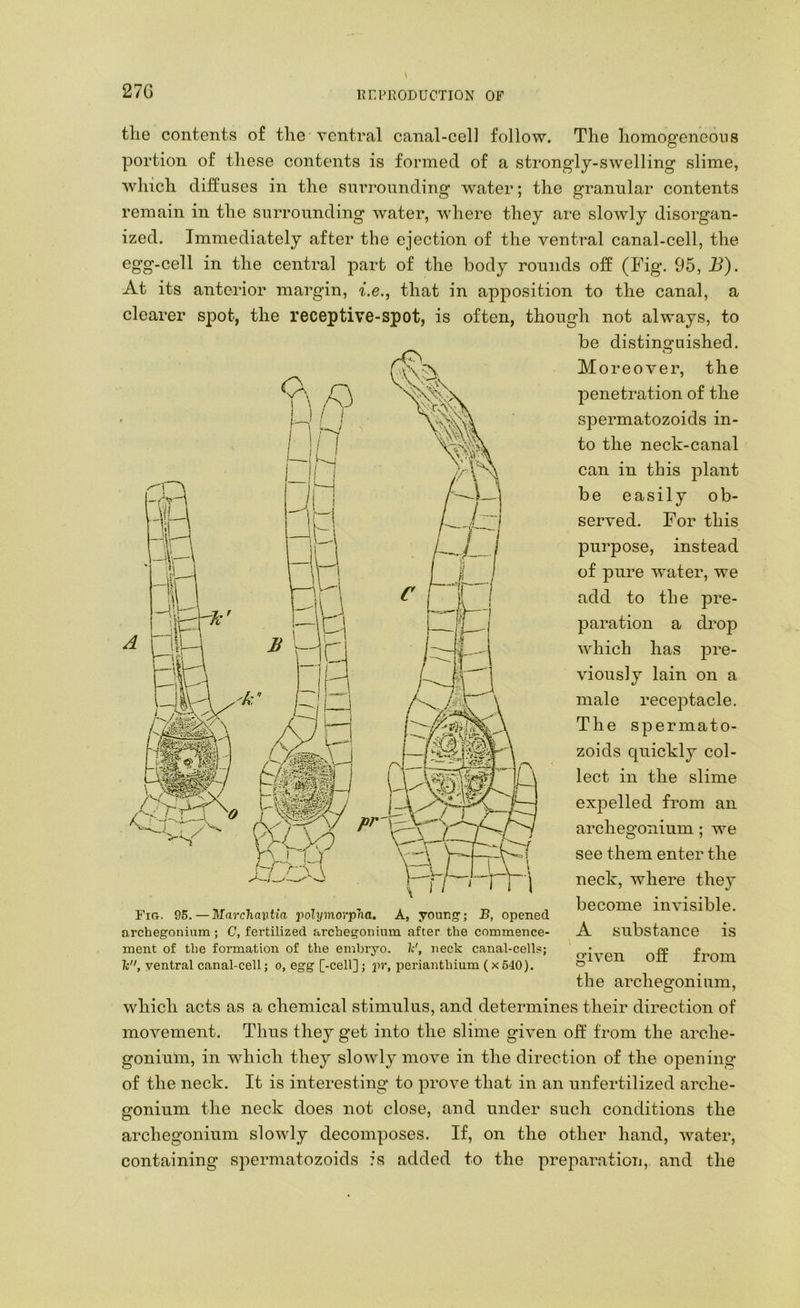 27G the contents o£ the ventral canal-cel] follow. The homogeneous portion of these contents is formed of a strongly-swelling slime, which diffuses in the surrounding water; the granular contents remain in the surrounding water, where they are slowly disorgan- ized. Immediately after the ejection of the ventral canal-cell, the egg-cell in the central part of the body rounds off (Fig. 95, B). At its anterior margin, ^^e., that in apposition to the canal, a clearer s]Dot, the receptive-spot, is often, though not always, to be distino-uished. o Moreover, the penetration of the spermatozoids in- to the neck-canal can in this plant be easily ob- served. For this purpose, instead of pure water, we add to the pre- paration a drop which has jDre- viously lain on a male receptacle. The spermato- zoids quickly col- lect in the slime exj^elled from an archegonium; we see them enter the A substance is given off from the archegonium, which acts as a chemical stimulus, and determines their direction of movement. Thus they get into the slime given off from the arche- gonium, in which they slowly move in the direction of the opening of the neck. It is interesting to prove that in an unfertilized arche- gonium the neck does not close, and under such conditions the archegonium slowly decomposes. If, on the other hand, water, containing spermatozoids is added to the preparation, and the neck, where they become invisible. archegonium ; C, fertilized archegonium after the commence- ment of the formation of the embryo. ¥, neck canal-cells; W, ventral canal-cell; o, egg [-cell]; pr, perianthium (x 540).