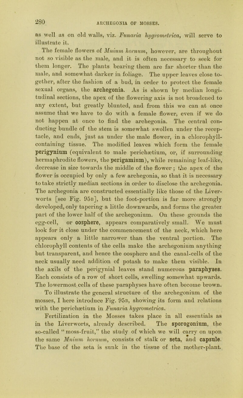 ARCIIEGONIA OF MOSSES. as well as on old walls, viz. Funaria hygrometrica, will serve to illustrate it. The female flowers of Mnium lionium, however, are throughout not so visible as the male, and it is often necessary to seek for them longer. The plants bearing them are far shorter than the male, and somewhat darker in foliage. The upper leaves close to- gether, after the fashion of a bud, in order to protect the female sexual organs, the archegonia. As is shown by median longi- tudinal sections, the apex of the fiow'ering axis is not broadened to any extent, but greatly blunted, and from this Ave can at once assume that we have to do with a female flower, even if Ave do not happen at once to find the archegonia. The central con- ducting bundle of the stem is somewhat SAvollen under the recep- tacle, and ends, just as under the male flower, in a chlorophyll- containing tissue. The modified leaA^es Avhich form the female perigynium (equivalent to male perichsetium, or, if surrounding hermaphrodite flowers, the perigamium), while remaining leaf-like, decrease in size towards the middle of the fioAver ; the apex of the flower is occupied by only a feAv archegonia, so that it is necessary to take strictly median sections in order to disclose the archegonia. The archegonia are constructed essentially like those of the Liver- Avorts [see Fig. 95b], but the foot-portion is far more strongly developed, only tapering a little downwards, and forms the greater part of the lower half of the archegonium. On these grounds the egg-cell, or oosphere, apj^ears comparatively small. We must look for it close under the commencement of the neck, which here appears only a little narroAver than the ventral portion. The chloroj)hyll contents of the cells make the archegonium anything but transparent, and hence the oosphere and the canal-cells of the neck usually need addition of potash to make them visible. In the axils of the perigynial leaves stand numerous paraphyses. Each consists of a row of short cells, swelling someAAdiat upAvards. The lowermost cells of these paraphyses have often become broAvn. To illustrate the general structure of the archegonium of the mosses, I here introduce Fig. 95b, shoAAung its form and relations with the perichcetium in Funaria hygrometrica. Fertilization in the Mosses takes place in all essentials as in the Liverworts, already described. The sporogoniiim, the so-called “ moss-fruit,” the study of Avhich we will carry on upon the same Mnium hornum, consists of stalk or seta, and capsule. The base of the seta is sunk in the tissue of the mother-plant.