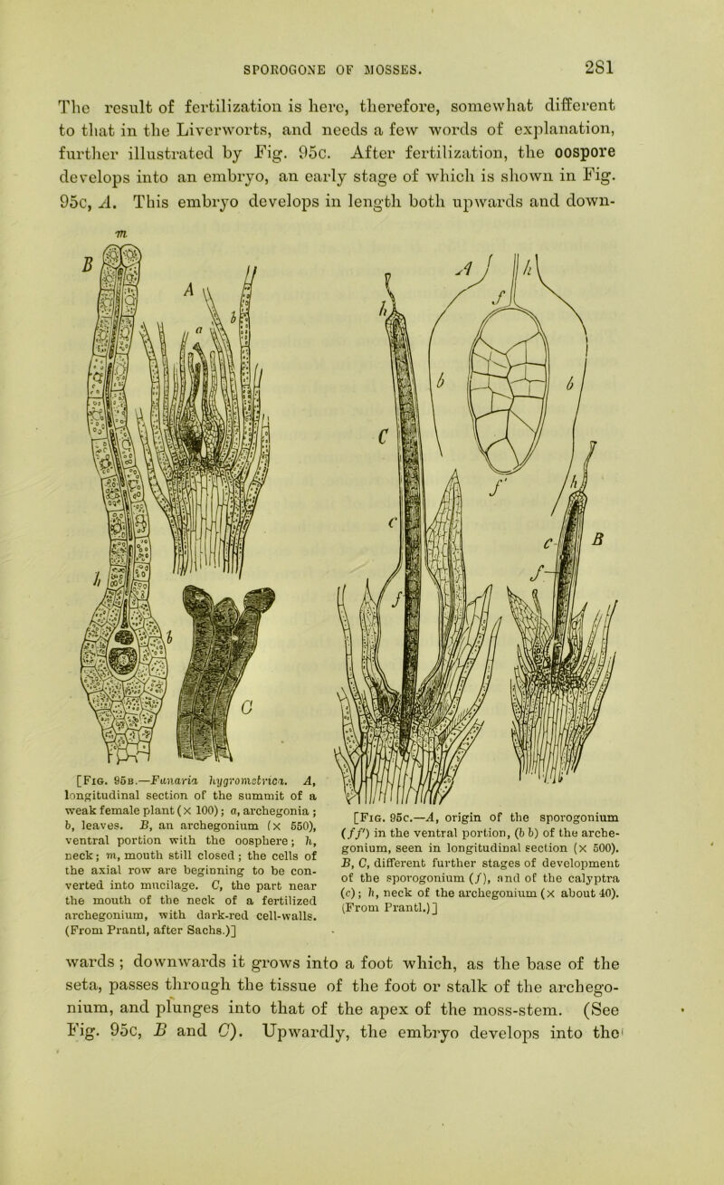 The result of fertilization is here, therefore, somewhat different to that in the Liverworts, and needs a few words of explanation, fnrtlier illustrated by Eig. 95c. After fertilization, the oospore develops into an embryo, an early stage of which is shown in Fig. 95c, A. This embryo develops in length both upwards and down- m [Fig. 96b.—Fanaria hygrometnci. A, longitudinal section of the summit of a weak female plant (x 100); a, archegonia ; b, leaves. B, an archegonium lx 550), ventral portion with the oosphere; h, neck; m, mouth still closed; the cells of the axial row are beginning to be con- verted into mucilage. C, the part near the mouth of the neck of a fertilized archegonium, with dark-red cell-walls. (From Prantl, after Sachs.)] [Fig. 96c.—origin of the sporogonium iff) in the ventral portion, (b b) of the arche- gonium, seen in longitudinal section (x 500). B, C, different further stages of development of the sporogonium (/), and of the calyptra (c); h, neck of the archegonium (x about 40). (From Prantl.)] wards ; downwards it grows into a foot which, as the base of the seta, passes through the tissue of the foot or stalk of the archego- nium, and plunges into that of the apex of the moss-stem. (See Fig. 95c, B and G). Up wardly, the embryo develops into the'