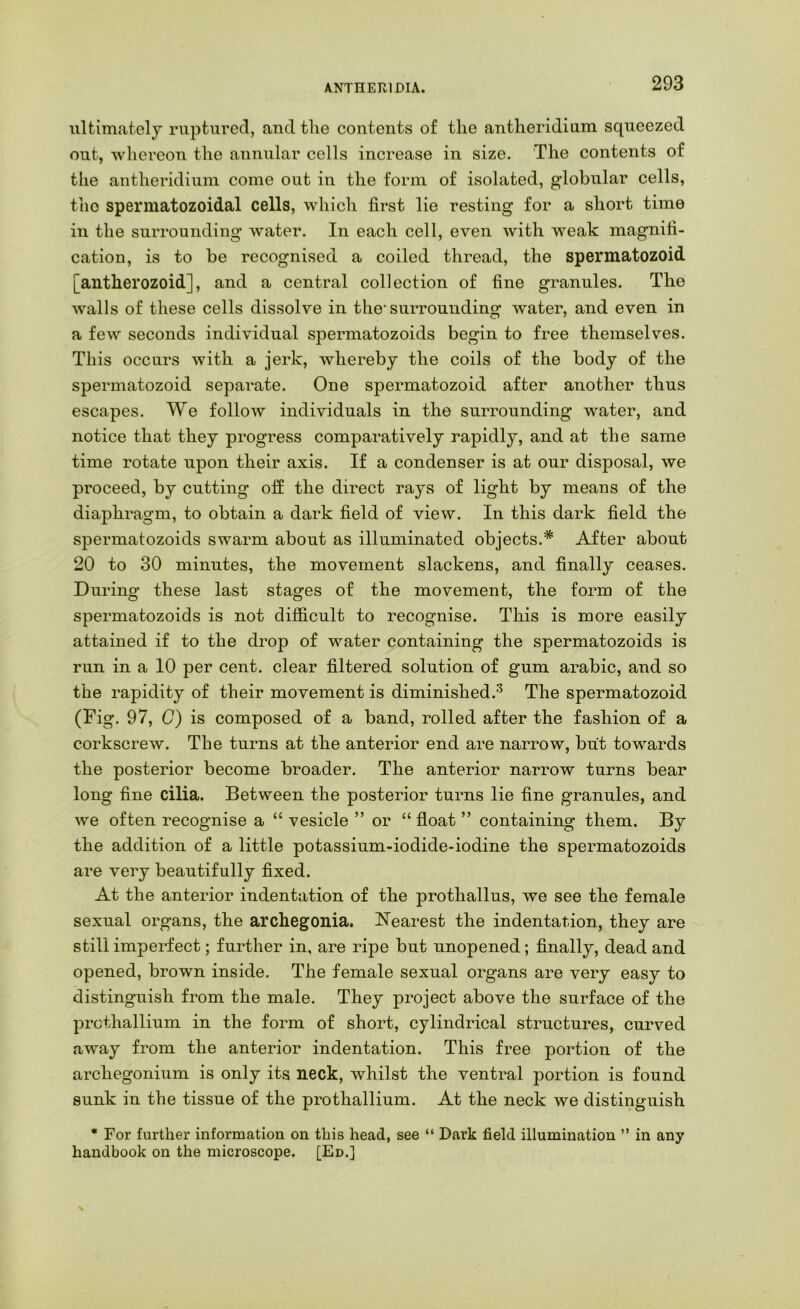 ANTHER IDIA. ultimately ruptured, and the contents of the antheridium squeezed out, whereon the annular cells increase in size. The contents of tlie antheridium come out in the form of isolated, globular cells, the spermatozoidal cells, which first lie resting for a short time in the surrounding water. In each cell, even with weak magnifi- cation, is to be recognised a coiled thread, the spermatozoid [antherozoid], and a central collection of fine granules. The walls of these cells dissolve in the* surrounding water, and even in a few seconds individual spermatozoids begin to free themselves. This occurs with a jerk, whereby the coils of the body of the spermatozoid separate. One spermatozoid after another thus escapes. We follow individuals in the surrounding water, and notice that they progress comparatively rapidly, and at the same time rotate upon their axis. If a condenser is at our disposal, we proceed, by cutting off the direct rays of light by means of the diaphragm, to obtain a dark field of view. In this dark field the spermatozoids swarm about as illuminated objects.* After about 20 to 30 minutes, the movement slackens, and finally ceases. During these last stages of the movement, the form of the spermatozoids is not difficult to recognise. This is more easily attained if to the drop of water containing the spermatozoids is run in a 10 per cent, clear filtered solution of gum arabic, and so the rapidity of their movement is diminished.-'^ The spermatozoid (Fig. 97, C) is composed of a band, rolled after the fashion of a corkscrew. The turns at the anterior end are narrow, but towards the posterior become broader. The anterior narrow turns bear long fine cilia. Between the posterior turns lie fine granules, and we often recognise a “ vesicle ” or “ float ” containing them. By the addition of a little potassium-iodide-iodine the spermatozoids are very beautifully fixed. At the anterior indentation of the prothallus, we see the female sexual organs, the archegonia. Nearest the indentation, they are still imperfect; further in, are ripe but unopened; finally, dead and opened, brown inside. The female sexual organs are very easy to distinguish from the male. They project above the surface of the prothallium in the form of short, cylindrical structures, curved away from the anterior indentation. This free portion of the archegonium is only its neck, whilst the ventral portion is found sunk in the tissue of the prothallium. At the neck we distinguish * For further information on this head, see “ Dark field illumination ” in any handbook on the microscope. [Ed.]