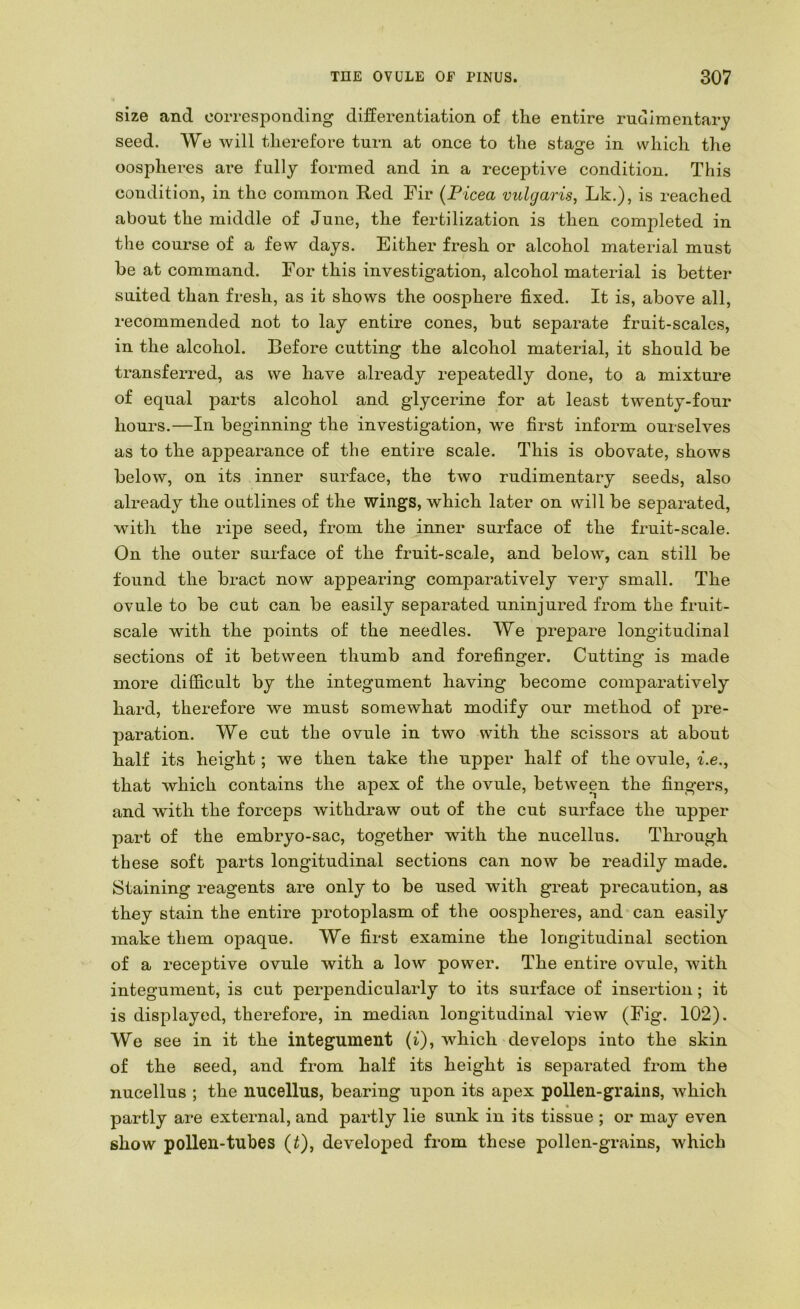 size and corresponding differentiation of the entire rudimentarj seed. We will therefore turn at once to the stage in which the oospheres are fully formed and in a receptive condition. This condition, in the common Red Fir (Picea vulgaris, Lk.), is reached about the middle of June, the fertilization is then completed in the course of a few days. Either fresh or alcohol material must be at command. For this investigation, alcohol material is better suited than fresh, as it shows the oosphere fixed. It is, above all, recommended not to lay entire cones, but separate fruit-scales, in the alcohol. Before cutting the alcohol material, it should be transferred, as we have already repeatedly done, to a mixture of equal parts alcohol and glycerine for at least twenty-four hours.—In beginning the investigation, we first inform ourselves as to the appearance of the entire scale. This is obovate, shows below, on its inner surface, the two rudimentary seeds, also already the outlines of the wings, which later on will be separated, with the ripe seed, from the inner surface of the fruit-scale. On the outer surface of the fruit-scale, and below, can still be found the bract now appearing comparatively very small. The ovule to be cut can be easily separated uninjured from the fruit- scale with the points of the needles. We prepare longitudinal sections of it between thumb and forefinger. Cutting is made more difficult by the integument having become comparatively hard, therefore we must somewhat modify our method of pre- paration. We cut the ovule in two with the scissors at about half its height; we then take the upper half of the ovule, ^.e., that which contains the apex of the ovule, between the fingers, and with the forceps withdraw out of the cut surface the upper part of the embryo-sac, together with the nucellus. Through these soft parts longitudinal sections can now be readily made. Staining reagents are only to be used with great precaution, as they stain the entire protoplasm of the oospheres, and can easily make them opaque. We first examine the longitudinal section of a receptive ovule with a low power. The entire ovule, with integument, is cut perpendicularly to its surface of insertion; it is displayed, therefore, in median longitudinal view (Fig. 102). We see in it the integument (i), which develops into the skin of the seed, and from half its height is separated from the nucellus ; the nucellus, bearing upon its apex pollen-grains, which partly are external, and partly lie sunk in its tissue ; or may even show pollen-tubes (t), developed from these pollen-grains, which