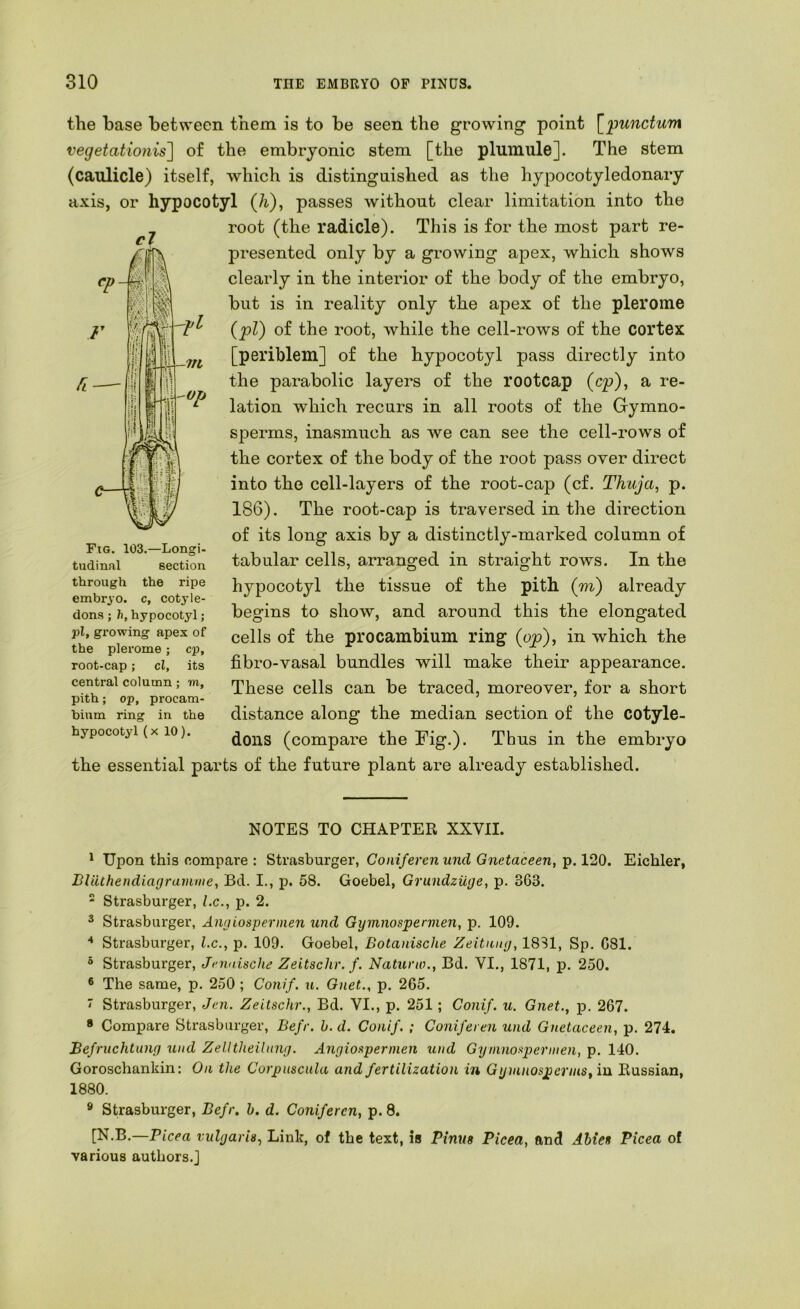 cl the base between them is to be seen the growing point \^'punctu'm vegetationis'] of the embryonic stem [the plumule]. The stem (caulicle) itself, which is distingnished as the hypocotyledonary axis, or hypocotyl (K), passes without clear limitation into the root (the radicle). This is for the most part re- presented only by a growing apex, which shows clearly in the interior of the body of the embryo, but is in reality only the apex of the plerome {pi) of the root, while the cell-rows of the cortex [periblem] of the hypocotyl pass directly into the parabolic layers of the rootcap (cp), a re- lation which recurs in all roots of the Gymno- sperms, inasmuch as we can see the cell-rows of the cortex of the body of the root pass over direct into the cell-layers of the root-cap (cf. Thuja, p. 186). The root-cap is traversed in the direction of its long axis by a distinctly-marked column of tabular cells, arranged in straight rows. In the hypocotyl the tissue of the pith (m) already begins to show, and around this the elongated cells of the procambium ring (op), in which the fibro-vasal bundles will make their appearance. These cells can be traced, moreover, for a short distance along the median section of the cotyle- dons (compare the Fig.). Thus in the embryo the essential parts of the future plant are already established. Fig. 103.—Longi- tudinal section through the ripe embryo, c, cotyle- dons ; h, hypocotyl; pi, growing apex of the plerome; cp, root-cap; cl, its central column; m, pith; op, procam- hium ring in the hypocotyl (x 10). NOTES TO CHAPTER XXVII. ^ Upon this compare : Strasburger, Coniferen und Gnetaceen, p. 120. Eichler, Bliithendiagrainme, Bd. I., p. 58. Goebel, GrundzUge, p. 363. - Strasburger, l.c., p. 2. ^ Strasburger, Angiospermen und Gymnospervien, p. 109. Strasburger, l.c., p. 109. Goebel, Botanische Zeitung, 18S1, Sp. 681. ® Strasburger, Jennische Zeitschr. f. Naturw., Bd. VI., 1871, p. 250. ® The same, p. 250 ; Conif. u. Gnet., p. 265. ' Strasburger, Jai. Zeitschr., Bd. VI., p. 251; Conif. u. Gnet., p. 267. * Compare Strasburger, Befr. h. d. Conif. ; Coniferen und Gnetaceen, p. 274. Befriichtung und Zelltheiliing. Angiospermen und Gyninosperinen, p. 140. Goroschankin: On the Corpuscula and fertilization in Gymnosperms, in Russian, 1880. ® Strasburger, Befr, b. d. Coniferen, p. 8. [N.B.—Picea vulgaris, Link, of the text, is Pinits Picea, and Abies Picea of various authors.]