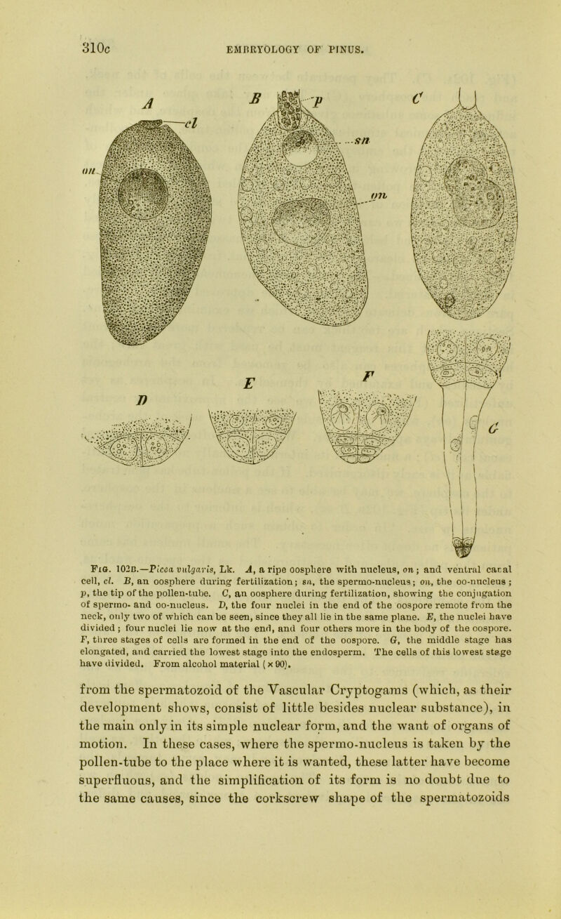 PiG. 102b.—Picea vulgaris, Lk. a ripe oospliere with nucleus, on; and ventral cacal cell, cl. B, an oosphere during fertilization; sn, the spertno-nucleus; on, the oo-nncleus ; p, the tip of the pollen-tube. C, an oosphere during fertilization, showing the conjugation of spermo- and oo-nucleus. D, the four nuclei in the end of the oospore remote from the neck, only two of which can be seen, since they all lie in the same plane. E, the nuclei have divided ; four nuclei lie now at the end, and four others more in the body of the oospore. F, three stages of cells are formed in the end of the oospore. G, the middle stage has elongated, and carried the lowest stage into the endosperm. The cells of this lowest stage have divided. From alcohol material (x 90). from the spermatozoid of the Vascular Cryptogams (which, as their development shows, consist of little besides nuclear substance), in the main only in its simple nuclear form, and the want of organs of motion. In these cases, where the spermo-nucleus is taken by the pollen-tube to the place where it is wanted, these latter have become superfluous, and the simplification of its form is no doubt due to the same causes, since the corkscrew shape of the spermatozoids