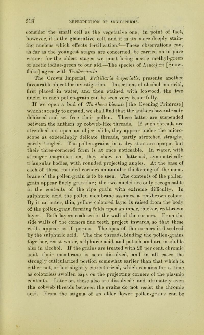 consider the small cell as the vegetative one; in point of fact, however, it is the generative cell, and it is its moi’e deeply stain- ing nnclens which effects fertilization.®—These observations can, as far as the youngest stages are concei-ned, be carried on in pure water ; for the oldest stages we must bring acetic methyl-green or acetic iodine-green to our aid.—The species of Leucojum [Snow- flake] agree with Tradescantia. The Crown Imperial, Fritillaria imperialis, presents another favourable object for investigation. In sections of alcohol material, lirst placed in water, and then stained with logwood, the two nuclei in each pollen-grain can be seen very beautifully. If we open a bud of CEnothera hien7iis [the Evening Pi’imrose] which is ready to expand, we shall find that the anthers have already dehisced and set free their pollen. These latter are suspended between the anthers by cobweb-like threads. If such threads are stretched out upon an object-slide, they appear under the micro- scope as exceedingly delicate threads, partly stretched straight, partly tangled. The pollen-grains in a dry state are opaque, but their three-cornered form is at once noticeable. In water, with stronger magnification, they show as flattened, symmetrically triangular bodies, with rounded projecting angles. At the base of each of these rounded corners an annular thickening of the mem- brane of the pollen-grain is to be seen. The contents of the pollen- grain appear finely granular; the two nuclei are only recognisable in the contents of the ripe grain with extreme difficulty. In sulphuric acid the pollen membrane assumes a red-brown colour. By it an outer, thin, yellow-coloured layer is raised from the body of the pollen-grain, forming folds upon an inner, thicker, red-brown layer. Both layers coalesce in the wall of the corners. From the side walls of the corners fine teeth project inwards, so that these walls appear as if porous. The apex of the corners is dissolved by the sulphuric acid. The fine threads, binding the pollen-grains together, resist water, sulphuric acid, and potash, and are insoluble also in alcohol. If the grains are treated wdth 25 per cent, chromic acid, their membrane is soon dissolved, and in all cases the strongly cuticularized portion somewhat earlier than that which is either not, or but slightly cuticularized, which remains for a time as colourless swollen caps on the projecting corners of the plasmic contents. Later on, these also are dissolved; and ultimately even the cobweb threads between the grains do not resist the chi-omic acid.—From the stigma of an older flower pollen-grains can be