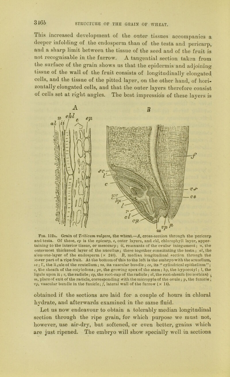 sm This increased development of the outer tissues accompanies a deeper infolding of the endosperm than of the testa and pericarp, and a sharp limit between the tissue of the seed and of the fruit is not recognisable in the furrow. A tangential section taken from the surface of the grain shows us that the epidermis and adjoining tissue of the wall of the fruit consists of longitudinally elongated cells, and the tissue of the pitted layer, on the other hand, of hori- zontally elongated cells, and that the outer layers therefore consist of cells set at right angles. The best impression of these layers is A B Fig. 112a. Grain of Triticum vulgare, the wheat.—A, cross-section through the pericarp and testa. Of these, ep is the epicarp, e, outer layers, and chi, chlorophyll laj'er, apper- taining to tbe interior tissue, or mesocavp; n, remnants of the ovnl.-ir integument; n, tlie outermost thickened layer of the nuccllus; the.se together constituting the testa; aJ, the aleutone-layer of the endosperm (x 240). B, median longitudinal section through the lower part of a ripe fruit. At the bottom of this to the left is the embryo with the scutellum, fc ; V, the li^uleof the scutellum; vs, its vascular bundle ; ce, its “ cylindrical epithelium”; c, the sheath of the cotyledons; pv, the growing apex of the stem; hp, the hypocotyl; I, the ligule upon it; r, the radicle; cp, the root-cap of the radicle ; cl, the root-sheath (coleorhiza) . m, place of exit of the radicle, corresponding with the micropyle of the ovule ; p, the funicle ; rp, vascular bundle in the funicle; /, lateral wall of the furrow ( x 14). obtained if the sections are laid for a couple of hours in chloral hvdrate, and afterwards examined in the same fluid. Let us now endeavour to obtain a tolerably median longitudinal section through the rijie grain, for which purpose we must not, however, use air-dry, but softened, or even better, grains which are just ripened. The embryo will show specially well in sections