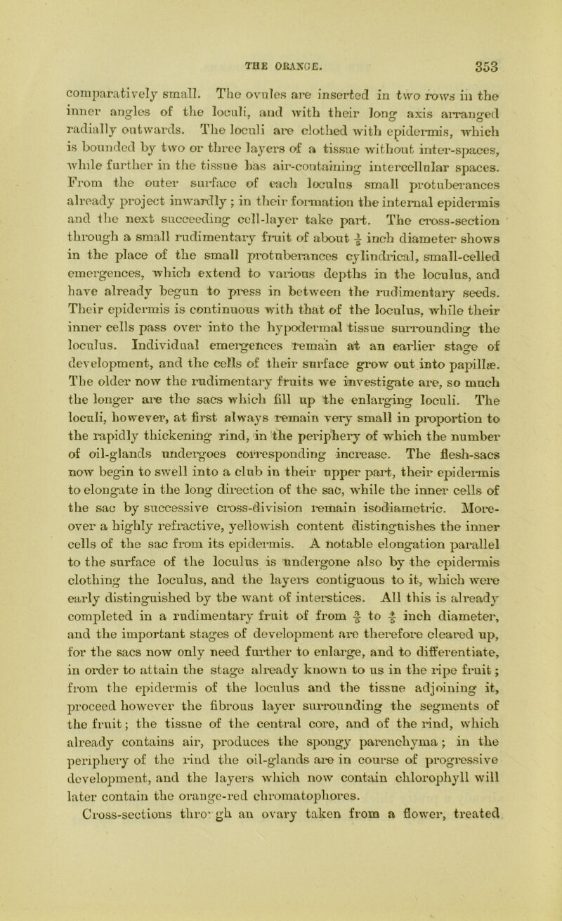 comparatively small. The ovolos are inserted in two rows in the inner angles of the loculi, and with their long axis arranged radially outwards. The loculi are clothed with epidermis, which is bounded by two or three layers of a tissue without inter-spaces, Avhile further in the tissue has air-containing intercellular spaces. From the outer sui'face of each loculus small protuberances already project inwardly ; in their fonnation the internal epidermis and the next succeeding cell-layer take part. The cross-section through a small rudimentary fruit of about | inch diameter shows in the place of the small protuberances cylinclidcal, small-celled emergences, which extend to various depths in the loculus, and have already begun to press in between the rudimentary seeds. Their epidermis is continuous with that of the loculus, while their inner cells pass over into the hypodermal tissue surrounding the loculus. Individual emereeuces remain at an earlier stao^e of C7 O development, and the cells of their surface grow out into papillse. The older now the rudimentary fruits we investigate are, so much the longer are the sacs which fill up the enlarging loculi. The loculi, however, at first always remain very small in proportion to the rapidly thickening rind, in 'the periphery of which the number of oil-glands undergoes corresponding increase. The flesh-sacs now begin to swell into a club in their upper part, their epidermis to elongate in the long direction of the sac, while the inner cells of the sac by successive cross-division remain isodiametric. More- over a highly refractive, yellowish content distinguishes the inner cells of the sac from its epidermis. A notable elongation parallel to the surface of the loculus is undergone also by the epidermis clothing the loculus, and the layere contiguous to it, which were early distingmished by the want of interstices. All this is already completed in a rudimentary fruit of from ^ to f inch diameter, and the important stages of development are therefore cleared up, for the sacs now only need further to enlarge, and to differentiate, in order to attain the stage already known to us in the ripe fruit; from the epidermis of the loculus and the tissue adjoining it, proceed however the fibrous layer surrounding the segments of the fruit; the tissue of the central core, and of the rind, which already contains air, produces the spongy parenchyma ; in the periphery of the rind the oil-glands are in course of progressive dcveloj^ment, and the layers wliich now contain chlorophyll will later contain the orange-red chromatopliores. Cross-sections tliro’ gh an ovary taken from a flower, treated