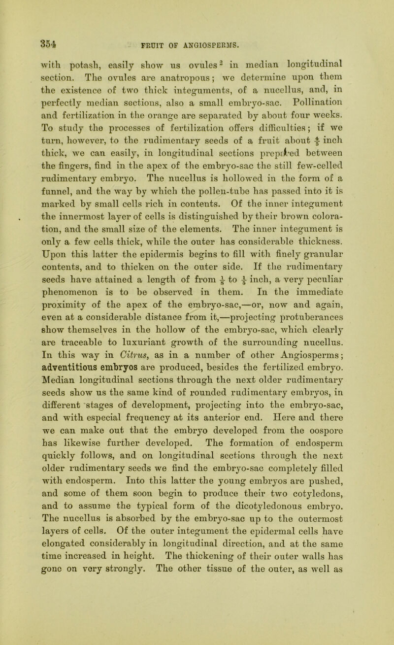 with potash, easily show us ovules^ in median longitudinal section. The ovules are anatropous; we determine upon them the existence of two thick integuments, of a nuccllus, and, in perfectly median sections, also a small embryo-sac. Pollination and fertilization in the orange are separated by about four weeks. To study the processes of fertilization offers difficulties; if we turn, however, to the rudimentary seeds of a fruit about -f- inch thick, we can easily, in longitudinal sections prepat’ed between the fingers, find in the apex of the embryo-sac the still few-celled rudimentary embryo. The nucellus is hollowed in the form of a funnel, and the way by which the pollen-tube has passed into it is marked by small cells rich in contents. Of the inner integument the innermost layer of cells is distinguished by their brown colora- tion, and the small size of the elements. The inner integument is only a few cells thick, while the outer has considerable thickness. Upon this latter the epidermis begins to fill with finely granular contents, and to thicken on the outer side. If the rudimentary seeds have attained a length of from to inch, a very peculiar phenomenon is to be observed in them. In the immediate proximity of the apex of the embryo-sac,—or, now and again, even at a considerable distance from it,—projecting protuberances show themselves in the hollow of the embryo-sac, which clearly are traceable to luxuriant growth of the surrounding nucellus. In this way in Citrus, as in a number of other Angiosperms; adventitious embryos are produced, besides the fertilized embryo. Median longitudinal sections through the next older rudimentaiy seeds show us the same kind of rounded rudimentary embryos, in different 'stages of development, projecting into the embryo-sac, and with especial frequency at its anterior end. Here and there we can make out that the embryo developed from the oospore has likewise further developed. The formation of endosperm quickly follows, and on longitudinal sections through the next older rudimentary seeds we find the embryo-sac comj)letely filled with endosperm. Into this latter the young embryos are pushed, and some of them soon begin to produce their two cotyledons, and to assume the typical form of the dicotyledonous embryo. The nucellus is absorbed by the embryo-sac up to the outermost layers of cells. Of the outer integument the epidermal cells have elongated considerably in longitudinal direction, and at the same time increased in height. The thickening of their outer walls has gone on very strongly. The other tissue of the outer, as well as