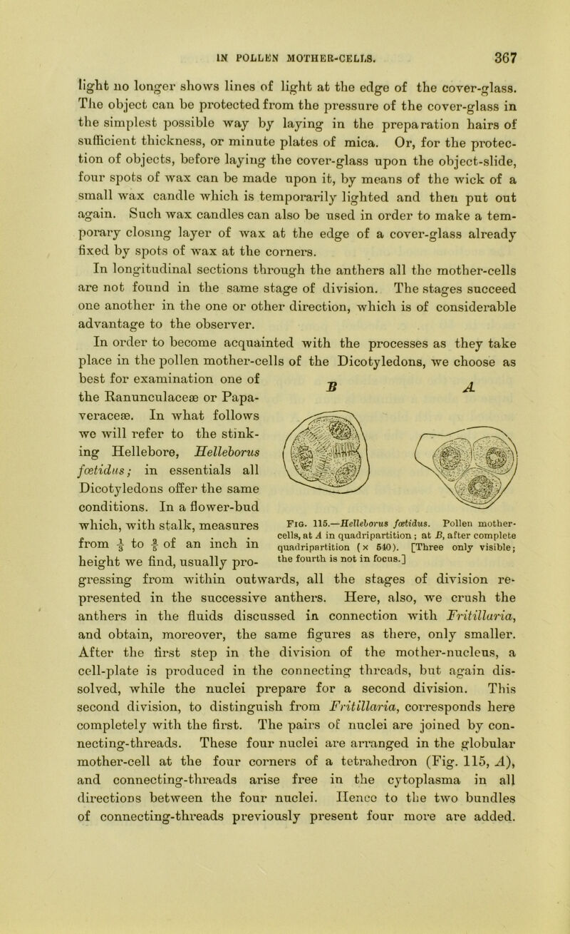 light 110 longer shows lines of light at the edge of the cover-glass. Tile object can be protected from the pressure of the cover-glass in the simplest possible way by laying in the preparation hairs of sufficient thickness, or minute plates of mica. Or, for the protec- tion of objects, before laying the cover-glass upon the object-slide, four spots of wax can be made upon it, by means of the wick of a small wax candle which is temporarily lighted and then put out again. Such wax candles can also be used in order to make a tem- porary closing layer of wax at the edge of a cover-glass already fixed by spots of wax at the corners. In longitudinal sections through the anthers all the mother-cells are not found in the same stage of division. The stages succeed one another in the one or other direction, which is of considerable advantage to the observer. In order to become acquainted with the processes as they take place in the pollen mother-cells of the Dicotyledons, we choose as best for examination one of the RanunculaceiB or Papa- veracese. In what follows we will refer to the stink- ing Hellebore, Hellehorus us; in essentials all Dicotyledons offer the same conditions. In a flower-bud which, with stalk, measures from ^ to f of an inch in height we find, usually pro- gressing from within outwards, all the stages of division re^ presented in the successive anthers. Here, also, we crush the anthers in the fluids discussed in connection with Fritillaria, and obtain, moreover, the same figures as there, only smaller. After the first step in the division of the mother-nucleus, a cell-plate is produced in the connecting threads, but again dis- solved, while the nuclei prepare for a second division. This second division, to distinguish from Fritillaria, corresponds here completely with the first. The pairs of nuclei are joined by con- necting-threads. These four nuclei are arranged in the globular mother-cell at the four corners of a tetrahedron (Fig. 115, A), and connecting-threads arise free in the cytoplasma in all directions between the four nuclei. Hence to the two bundles of connecting-threads previously present four more are added. S A Fig. 115.—Hellehorus feetidus. Pollen mother- cells, at A in quadripartition ; at B, after complete quadripartition (x 640). [Three only visible; the fourth is not in focus.]
