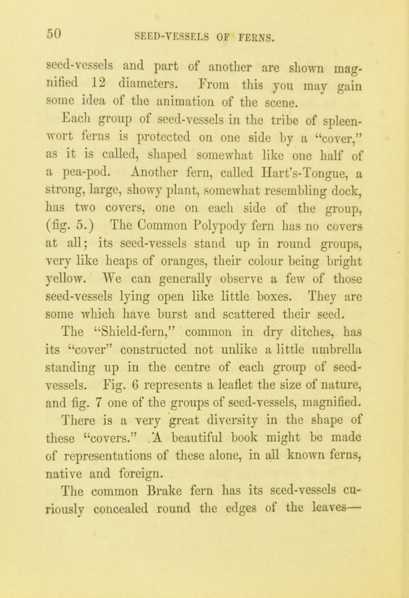 seed-vessels and part of another are shown mag- nified 12 diameters. From this you may gain some idea of the animation of the scene. Eacli group of seed-vessels in the tribe of spleen- wort ferns is protected on one side by a “cover,” as it is called, shaped somewhat like one half of a pea-pod. Another fern, called Hart’s-Tongue, a strong, large, showy plant, somewhat resembling dock, has two covers, one on each side of the group, (fig. 5.) The Common Polypody fern has no covers at all; its seed-vessels stand up in round groups, very like heaps of oranges, their colour being bright yellow. We can generally observe a few of those seed-vessels lying open like little boxes. They are some which have burst and scattered their seed. The “Shield-fern,” common in dry ditches, has its “cover” constructed not unlike a little umbrella standing up in the centre of each group of seed- vessels. Fig. 6 represents a leaflet the size of nature, and fig. 7 one of the groups of seed-vessels, magnified. There is a very great diversity in the shape of these “covers.” /A beautiful book might be made of representations of these alone, in all known ferns, native and foreign. The common Brake fern has its seed-vessels cu- riously concealed round the edges of the leaves—