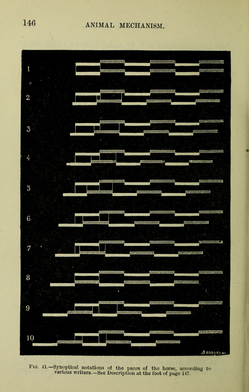 I(ig. 41. Synoptical notations of the paces of the horse, according to various writers.—See Description at the foot of page 147.