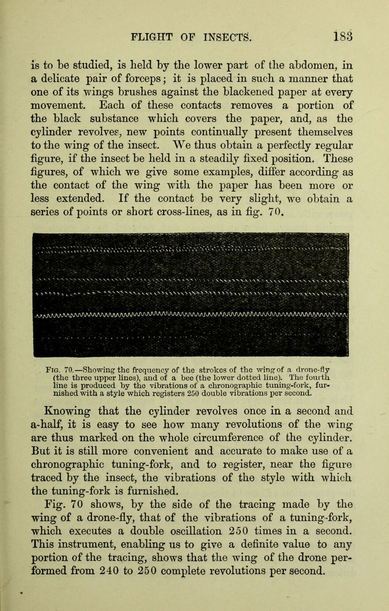 is to be studied, is held by the lower part of the abdomen, in a delicate pair of forceps; it is placed in such a manner that one of its wings brushes against the blackened paper at every movement. Each of these contacts removes a portion of the black substance which covers the paper, and, as the cylinder revolves, new points continually present themselves to the wing of the insect. We thus obtain a perfectly regular figure, if the insect be held in a steadily fixed position. These figures, of which we give some examples, differ according as the contact of the wing with the paper has been more or less extended. If the contact be very slight, we obtain a series of points or short cross-lines, as in fig. 70. ><' -7 ^j^^AAAA^^AAAAAA^AAAAAAAAAAA/^AA^A/VAA/WVvAA^/A^AAAJ\AA^Ay'AAAA;^AAAAA/\AA^A/ywyVA^^J Fig. 70.—Showing the frequency of the strokes of the wing of a drone-fly (the three upper lines), and of a bee (the lower dotted line). The fourth line is produced by the vibrations of a chronographic tuning-fork, fur- nished with a style which registers 250 double vibrations per second. Knowing that the cylinder revolves once in a second and a-half, it is easy to see how many revolutions of the wing are thus marked on the whole circumference of the cylinder. But it is still more convenient and accurate to make use of a chronographic tuning-fork, and to register, near the figure traced by the insect, the vibrations of the style with which the tuning-fork is furnished. Fig. 70 shows, by the side of the tracing made by the wing of a drone-fly, that of the vibrations of a tuning-fork, which executes a double oscillation 250 times in a second. This instrument, enabling us to give a definite value to any portion of the tracing, shows that the wing of the drone per- formed from 240 to 250 complete revolutions per second.