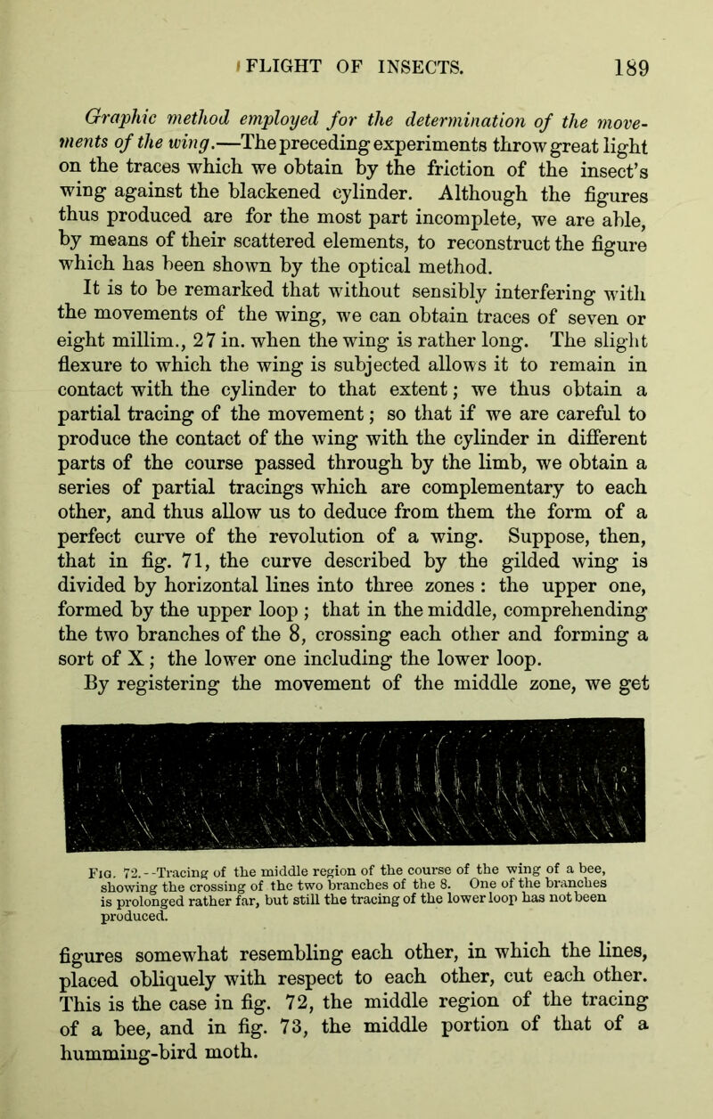 Graphic method employed for the determination of the move- ments of the wing.—The preceding experiments throw great light on the traces which we obtain by the friction of the insect’s wing against the blackened cylinder. Although the figures thus produced are for the most part incomplete, we are able, by means of their scattered elements, to reconstruct the figure which has been shown by the optical method. It is to be remarked that without sensibly interfering with the movements of the wing, we can obtain traces of seven or eight millim., 27 in. when the wing is rather long. The slight flexure to which the wing is subjected allows it to remain in contact with the cylinder to that extent; we thus obtain a partial tracing of the movement; so that if we are careful to produce the contact of the wing with the cylinder in different parts of the course passed through by the limb, we obtain a series of partial tracings which are complementary to each other, and thus allow us to deduce from them the form of a perfect curve of the revolution of a wing. Suppose, then, that in fig. 71, the curve described by the gilded wing is divided by horizontal lines into three zones : the upper one, formed by the upper loop ; that in the middle, comprehending the two branches of the 8, crossing each other and forming a sort of X; the lower one including the lower loop. By registering the movement of the middle zone, we get Fia. 72. --Tracing of the middle region of the course of the wing of a bee, showing the crossing of the two branches of the 8. One of the branches is prolonged rather far, but still the tracing of the lower loop has not been produced. figures somewhat resembling each other, in which the lines, placed obliquely with respect to each other, cut each other. This is the case in fig. 72, the middle region of the tracing of a bee, and in fig. 73, the middle portion of that of a humming-bird moth.