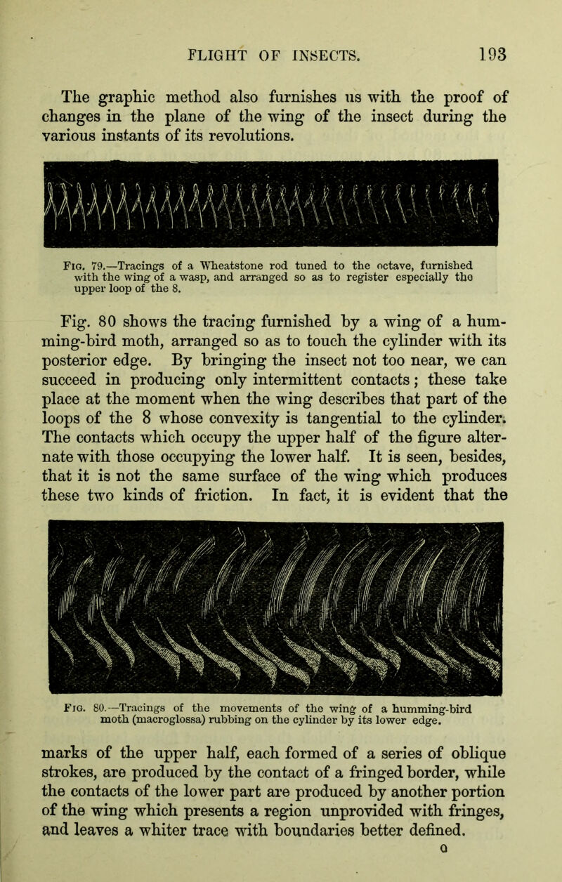 The graphic method also furnishes us with the proof of changes in the plane of the wing of the insect during the various instants of its revolutions. Fig. 79.—Tracings of a Wheatstone rod tuned to the octave, furnished with the wing of a wasp, and arranged so as to register especially the upper loop of the 8. Fig. 80 shows the tracing furnished by a wing of a hum- ming-bird moth, arranged so as to touch the cylinder with its posterior edge. By bringing the insect not too near, we can succeed in producing only intermittent contacts; these take place at the moment when the wing describes that part of the loops of the 8 whose convexity is tangential to the cylinder. The contacts which occupy the upper half of the figure alter- nate with those occupying the lower half. It is seen, besides, that it is not the same surface of the wing which produces these two kinds of friction. In fact, it is evident that the Fig. 80.—Tracings of the movements of the wing of a humming-bird moth (macroglossa) rubbing on the cylinder by its lower edge. marks of the upper half, each formed of a series of oblique strokes, are produced by the contact of a fringed border, while the contacts of the lower part are produced by another portion of the wing which presents a region unprovided with fringes, and leaves a whiter trace with boundaries better defined. o