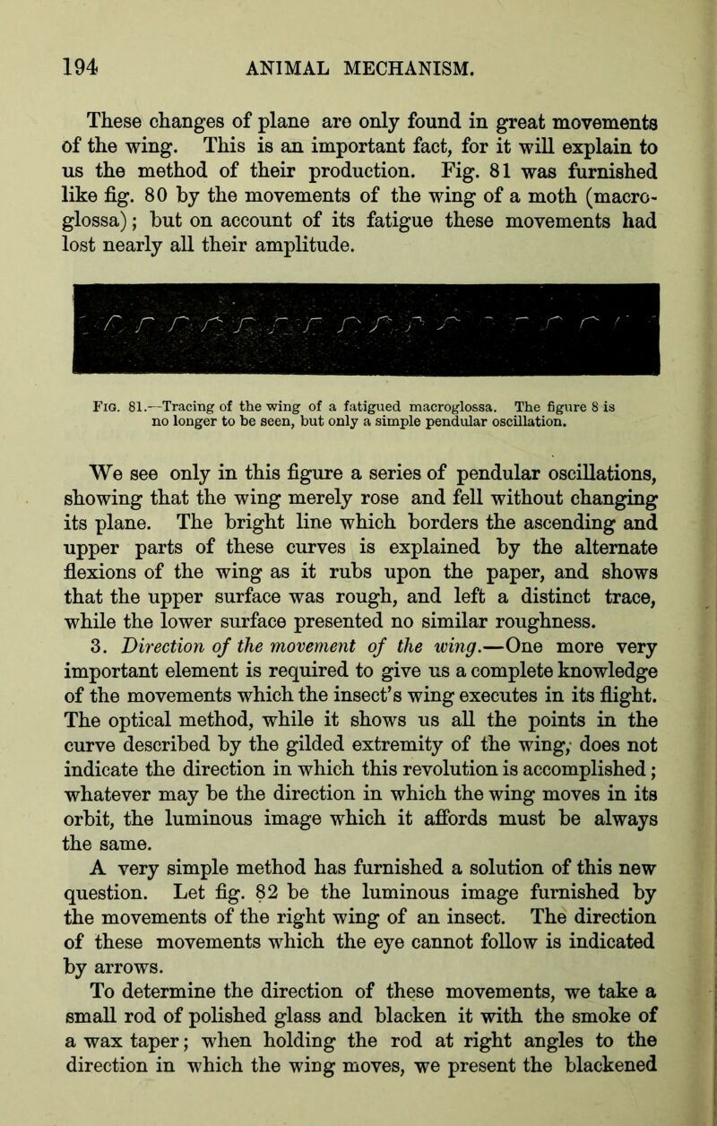 These changes of plane are only found in great movements of the wing. This is an important fact, for it will explain to us the method of their production. Fig. 81 was furnished like fig. 80 by the movements of the wing of a moth (macro- glossa); but on account of its fatigue these movements had lost nearly all their amplitude. Fig. 81.—Tracing of the wing of a fatigued macroglossa. The figure 8 is no longer to be seen, but only a simple pendular oscillation. We see only in this figure a series of pendular oscillations, showing that the wing merely rose and fell without changing its plane. The bright line which borders the ascending and upper parts of these curves is explained by the alternate flexions of the wing as it rubs upon the paper, and shows that the upper surface was rough, and left a distinct trace, while the lower surface presented no similar roughness. 3. Direction of the movement of the wing.—One more very important element is required to give us a complete knowledge of the movements which the insect’s wing executes in its flight. The optical method, while it shows us all the points in the curve described by the gilded extremity of the wing,' does not indicate the direction in which this revolution is accomplished; whatever may be the direction in which the wing moves in its orbit, the luminous image which it affords must be always the same. A very simple method has furnished a solution of this new question. Let fig. 82 be the luminous image furnished by the movements of the right wing of an insect. The direction of these movements which the eye cannot follow is indicated by arrows. To determine the direction of these movements, we take a small rod of polished glass and blacken it with the smoke of a wax taper; when holding the rod at right angles to the direction in which the wing moves, we present the blackened