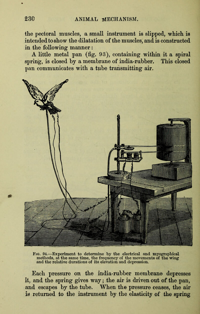 the pectoral muscles, a small instrument is slipped, which is intended to show the dilatation of the muscles, and is constructed in the following manner : A little metal pan (fig. 93), containing within it a spiral spring, is closed by a membrane of india-rubber. This closed pan communicates with a tube transmitting air. Fig. 94.—Experiment to determine by the electrical and myographical methods, at the same time, the frequency of the movements of the wing and the relative durations of its elevation and depression. Each pressure on the india-rubber membrane depresses it, and the spring gives way; the air is driven out of the pan, and escapes by the tube. When the pressure ceases, the air is returned to the instrument by the elasticity of the spring